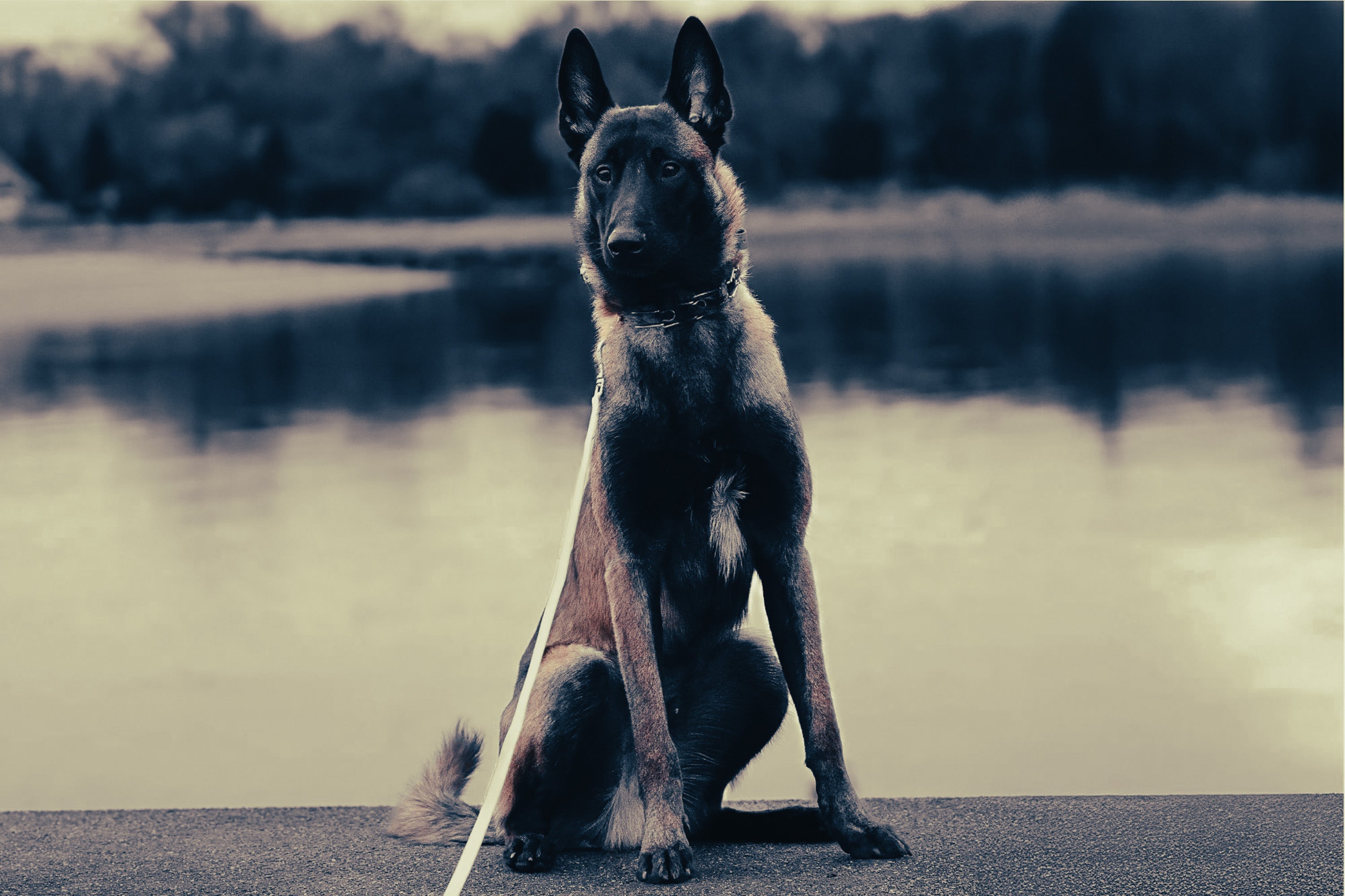 belgian-malinois-breed-guide-temperament-care-fun-facts-dogsy-co