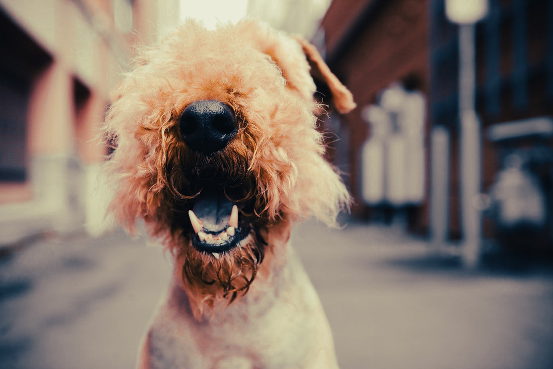 Airedale Terrier: Breed Guide — Temperament, Care & Fun Facts