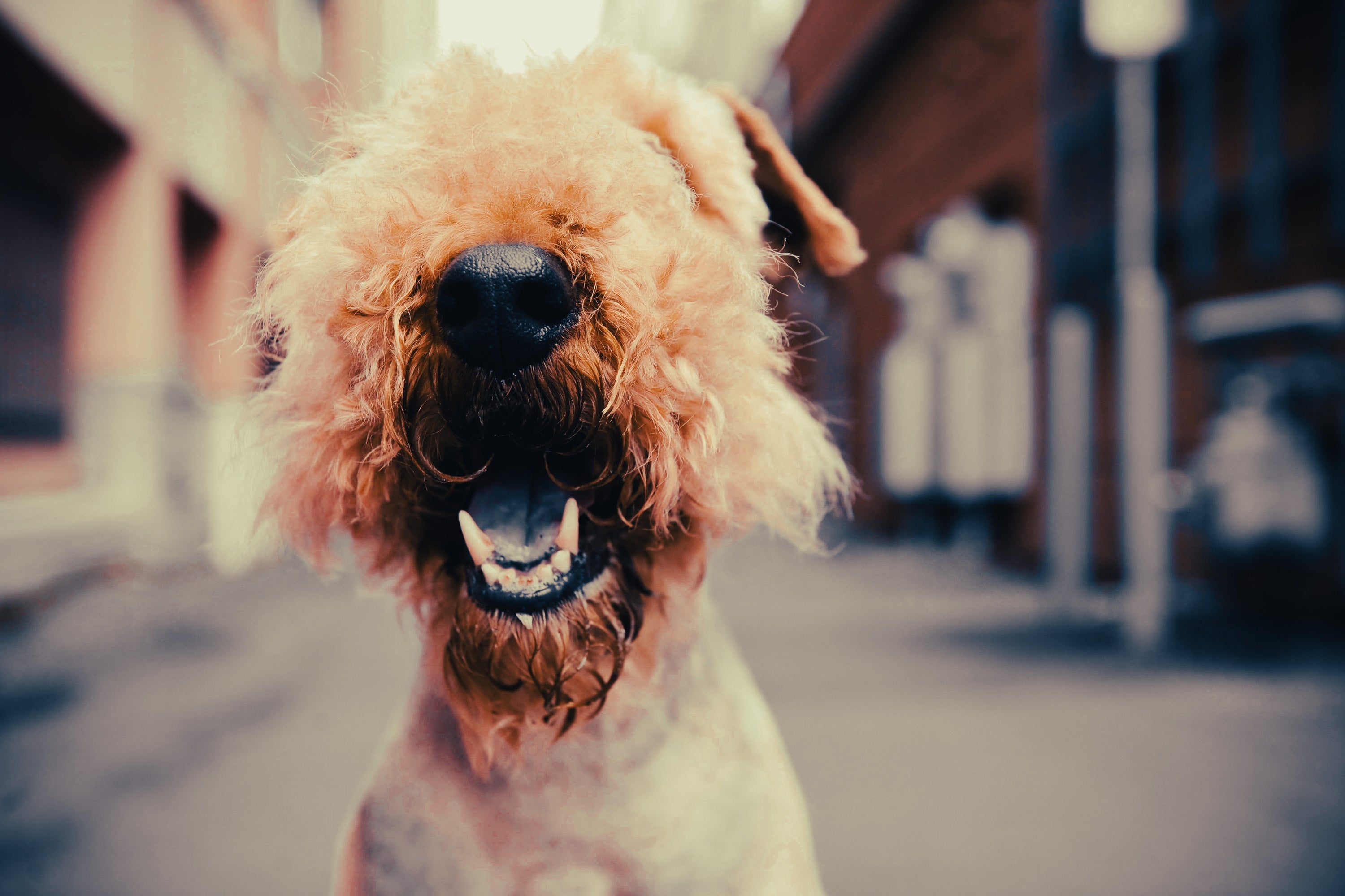 Airedale Terrier: Breed Guide — Temperament, Care & Fun Facts