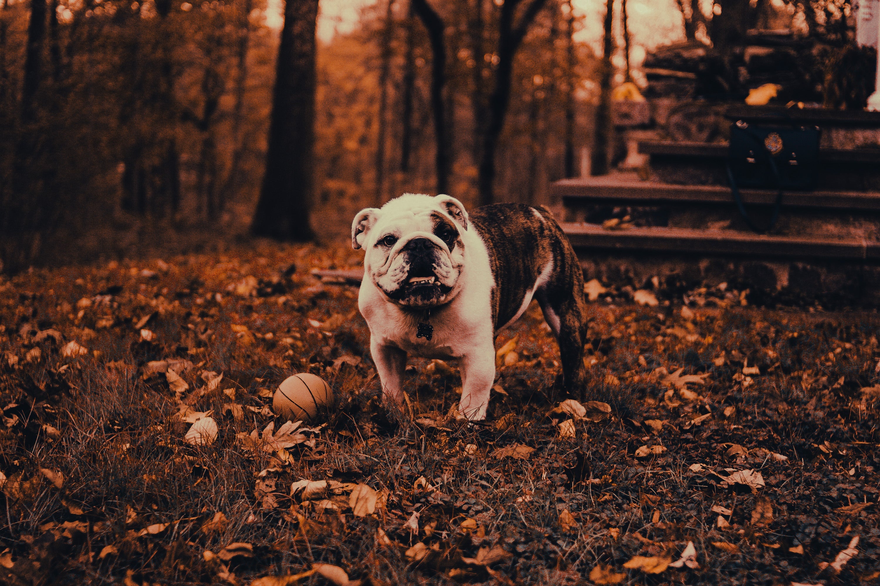 American Bulldog: Breed Guide — Temperament, Care & Fun Facts