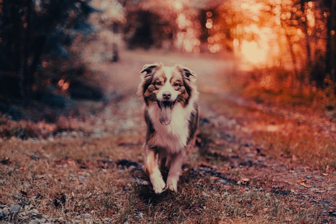 Australian Shepherd: Breed Guide — Temperament, Care & Fun Facts