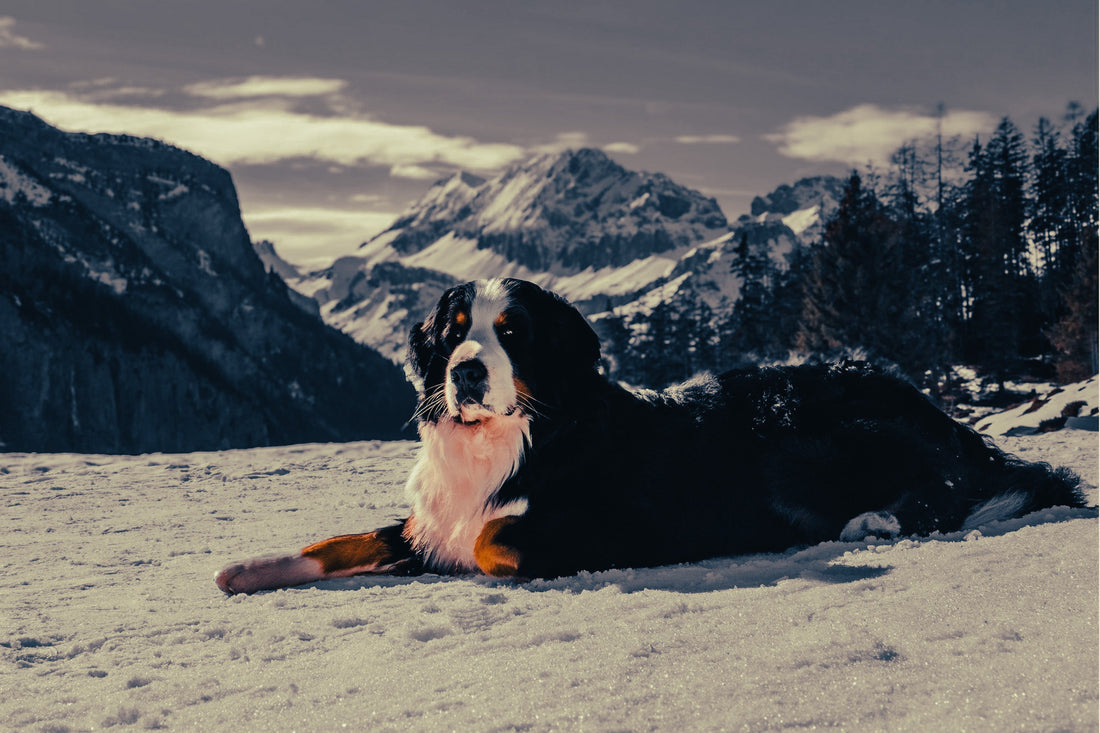 Bernese Mountain Dog: Breed Guide — Temperament, Care & Fun Facts
