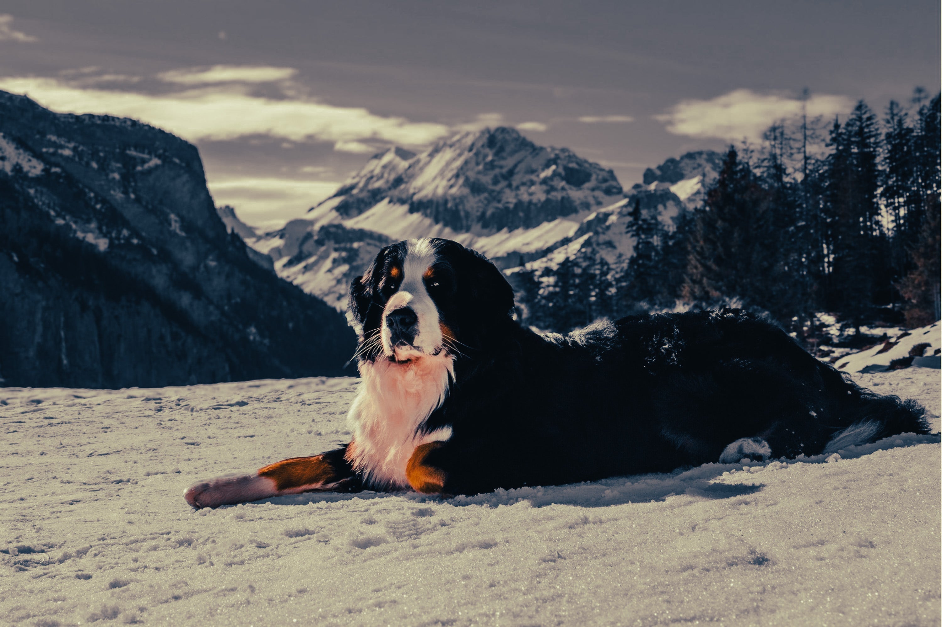 Bernese Mountain Dog: Breed Guide — Temperament, Care & Fun Facts