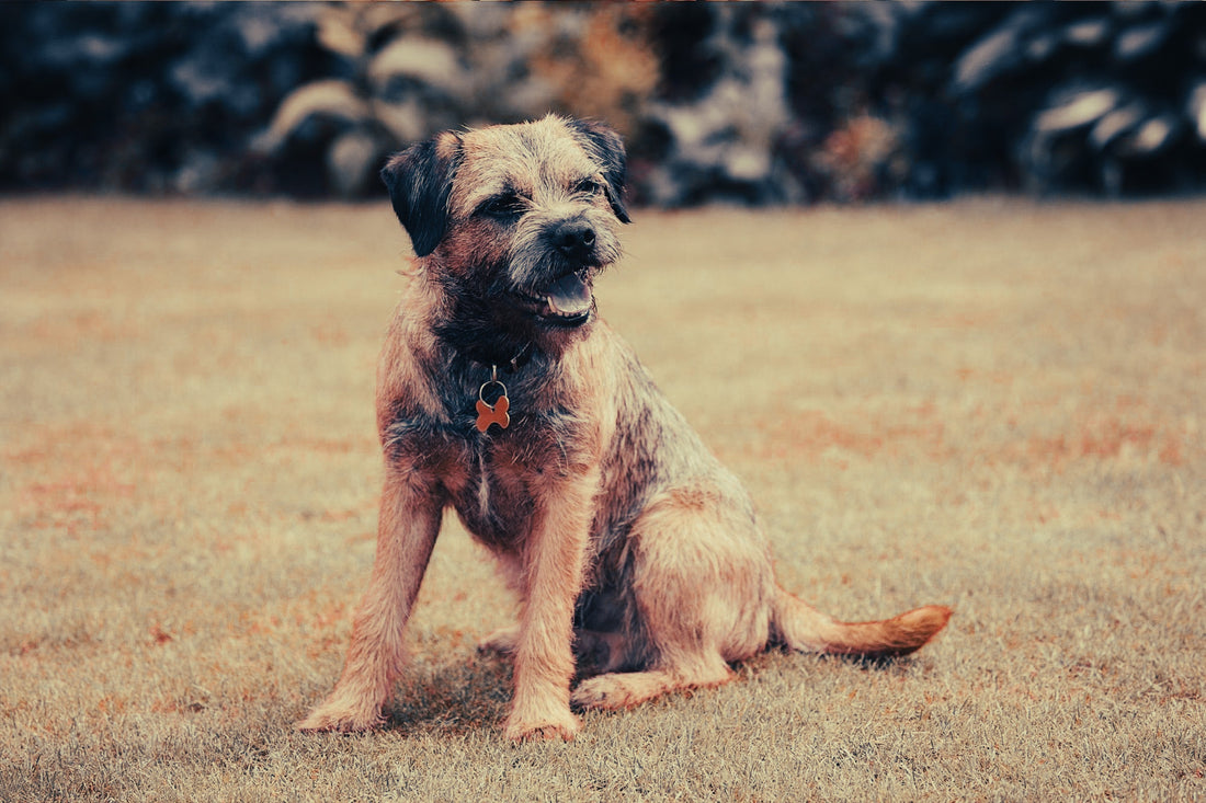 Border Terrier: Breed Guide — Temperament, Care & Fun Facts