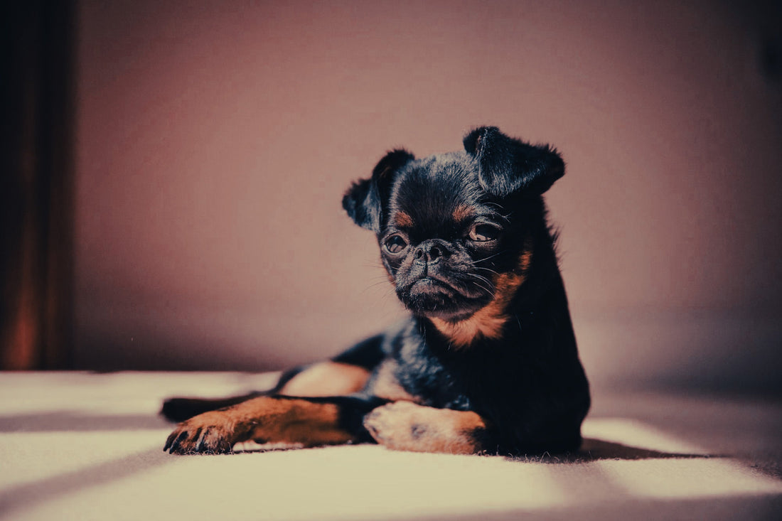 Brussels Griffon: Breed Guide — Temperament, Care & Fun Facts