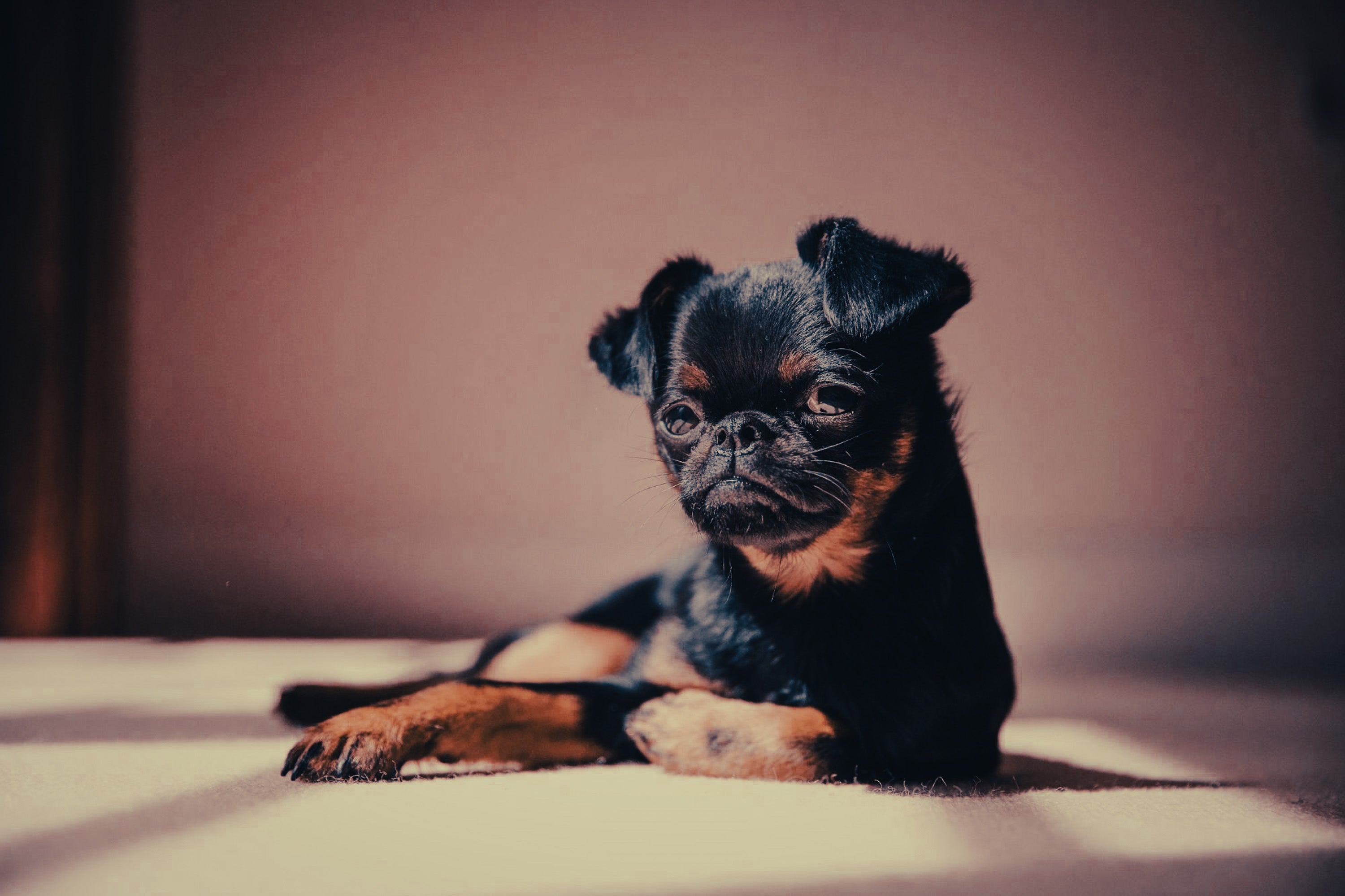 Brussels Griffon: Breed Guide — Temperament, Care & Fun Facts
