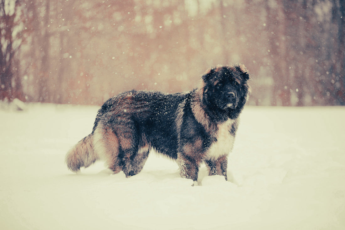 Caucasian Shepherd: Breed Guide — Temperament, Care & Fun Facts