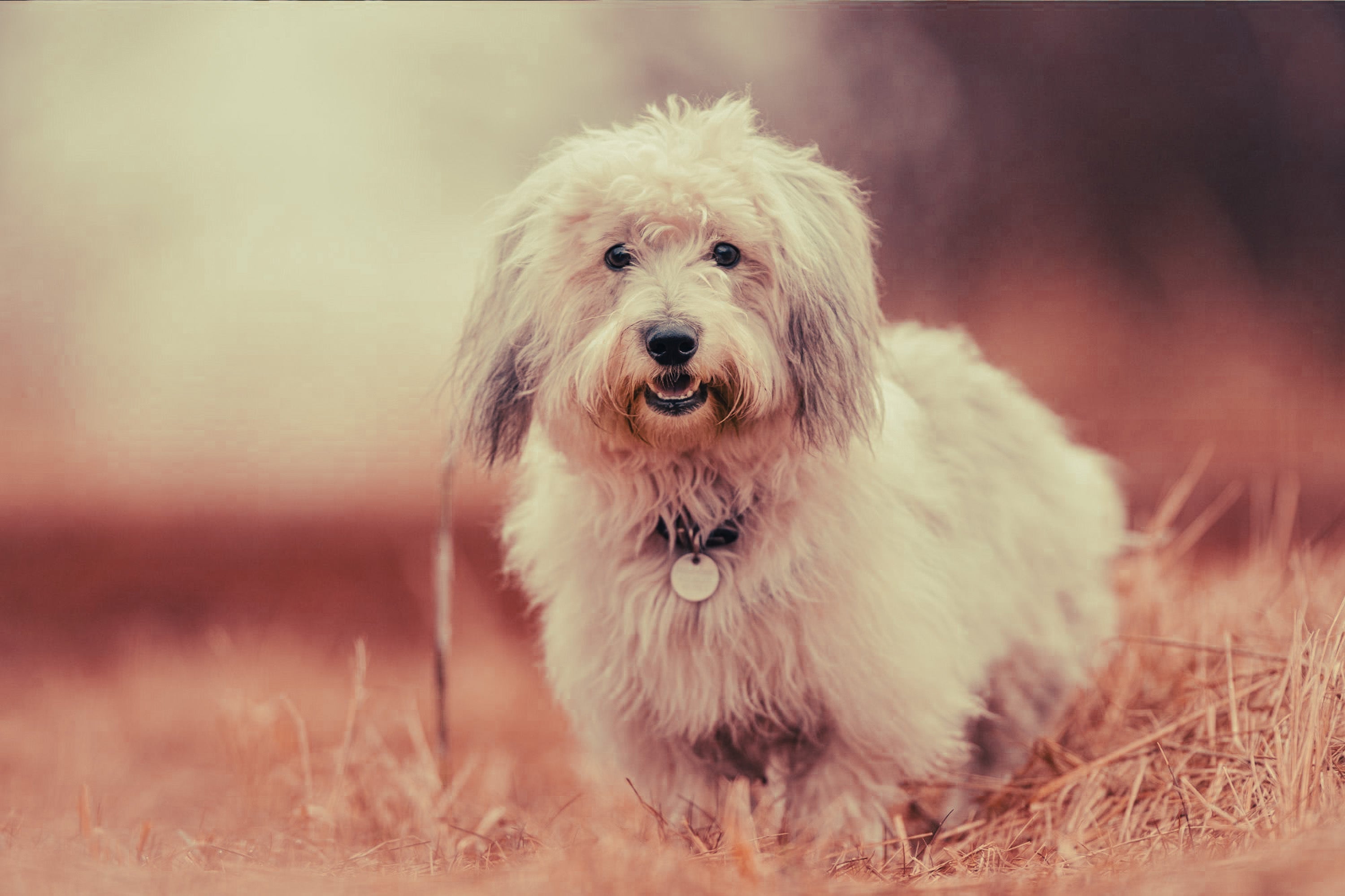 Coton de Tulear: Breed Guide — Temperament, Care & Fun Facts
