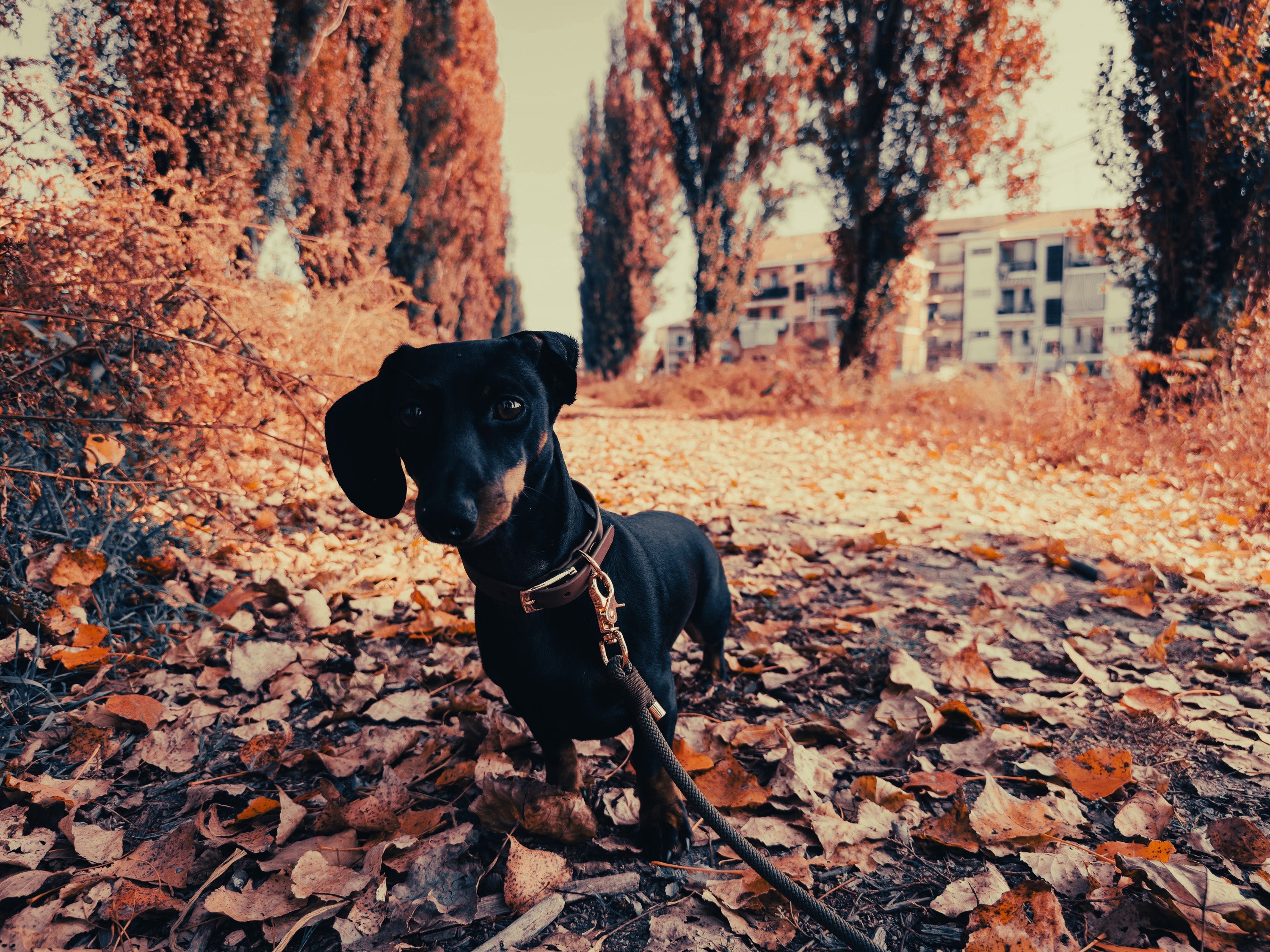 Dachshund: Breed Guide — Temperament, Care & Fun Facts