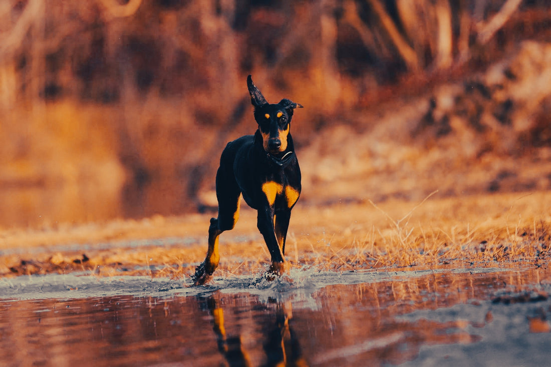 Doberman: Breed Guide — Temperament, Care & Fun Facts