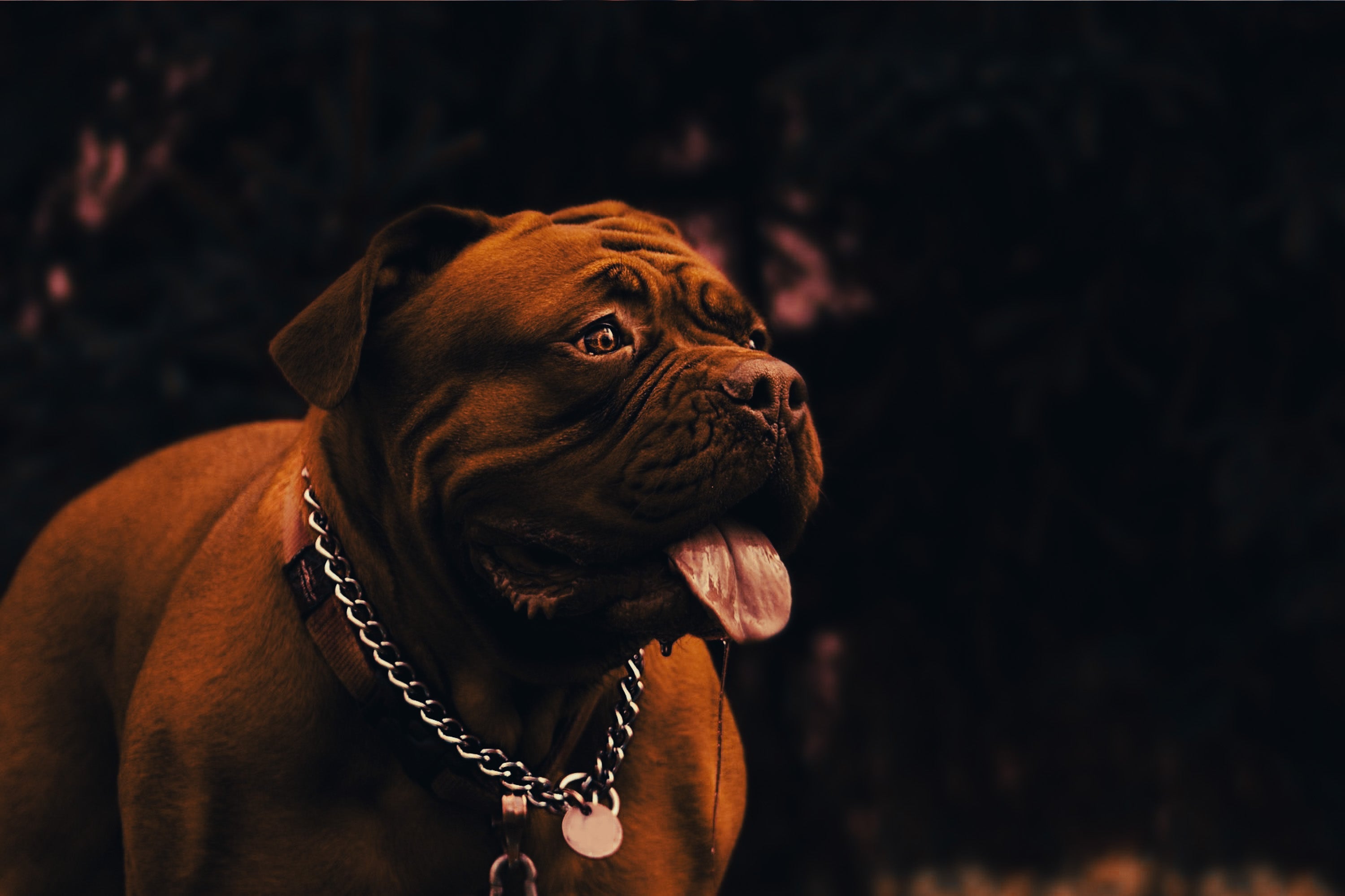 Dogue de Bordeaux: Breed Guide — Temperament, Care & Fun Facts