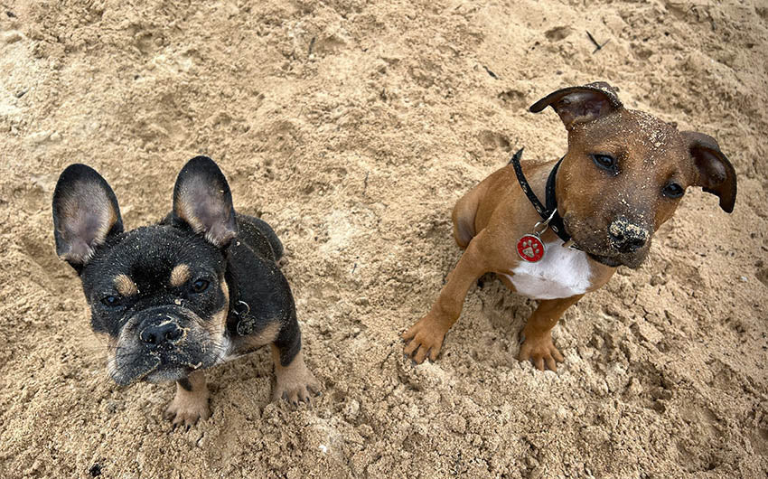 FROM RESCUE TO MUSE: HOW DOGS INSPIRE ART AT DOG ARTHAUX