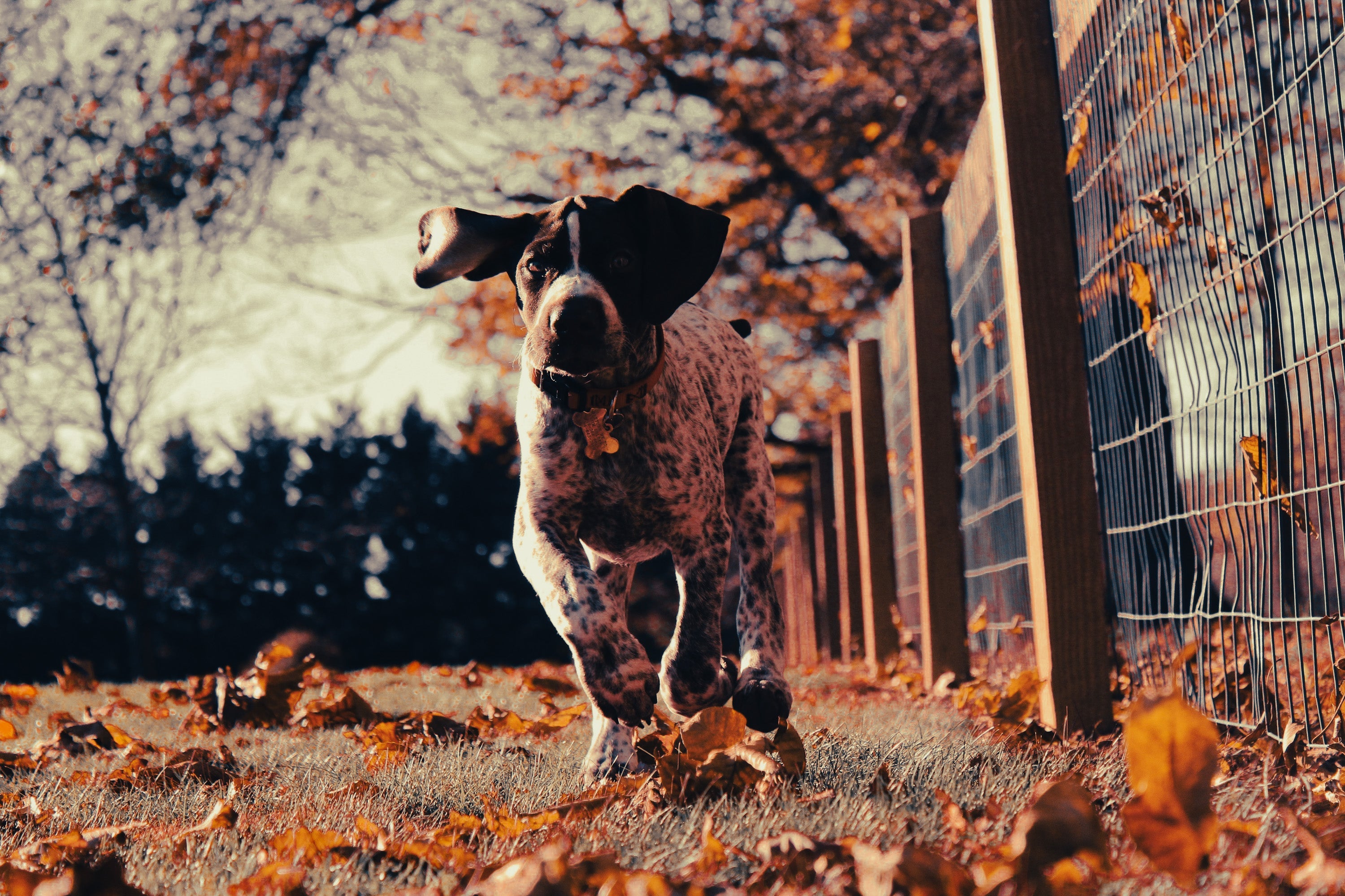 German Shorthaired Pointer: Breed Guide — Temperament, Care & Fun Facts
