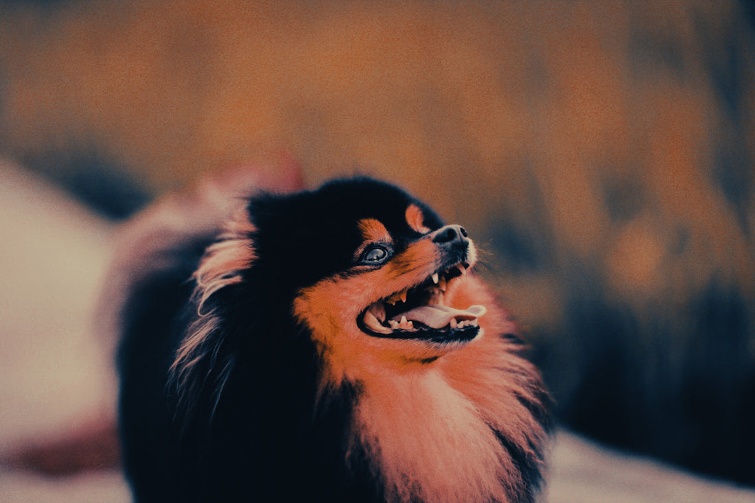 German Spitz: Breed Guide — Temperament, Care & Fun Facts