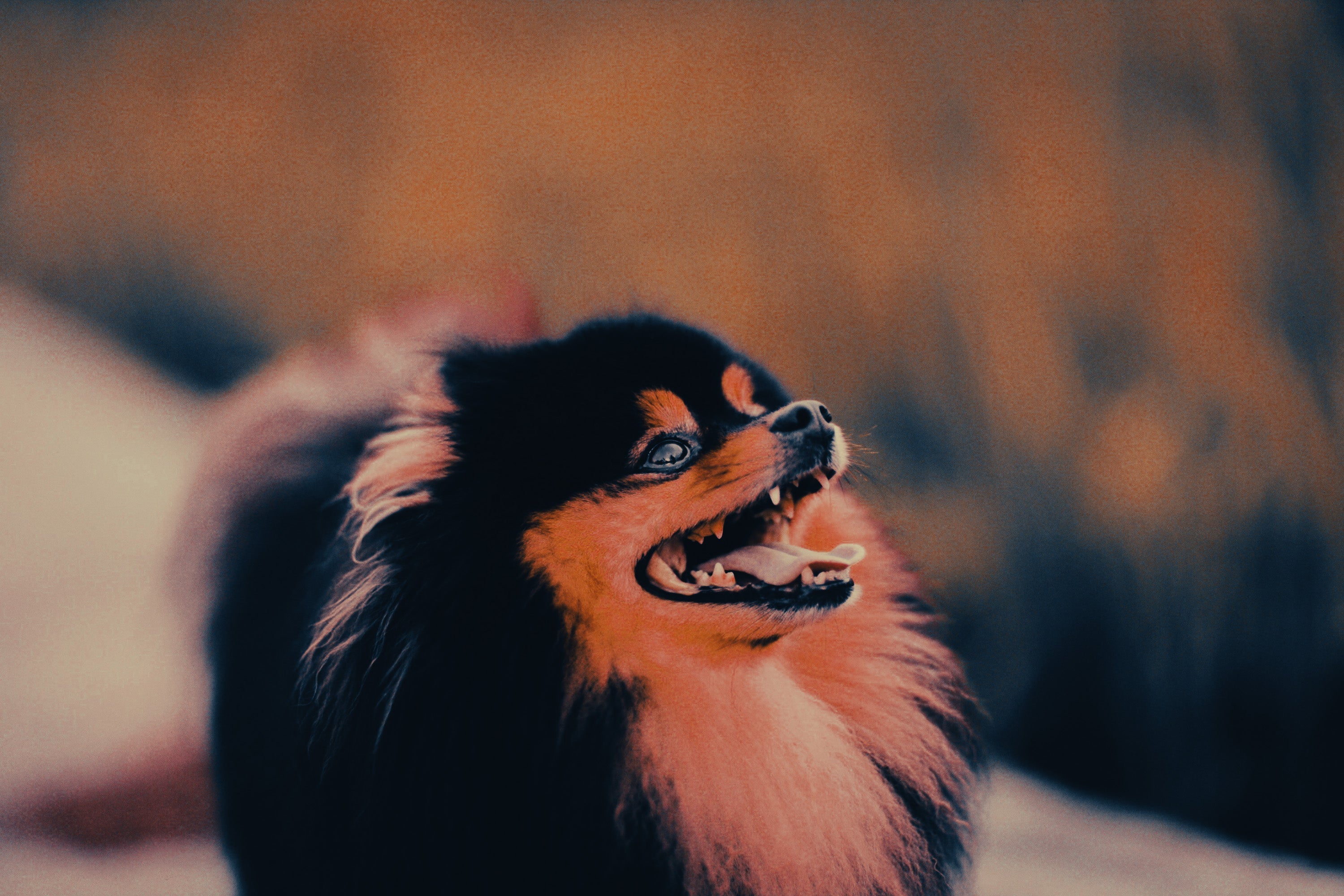 German Spitz: Breed Guide — Temperament, Care & Fun Facts