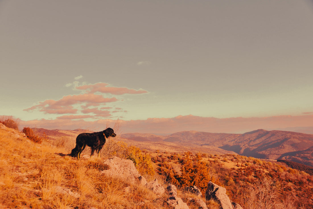 Gordon Setter: Breed Guide — Temperament, Care & Fun Facts