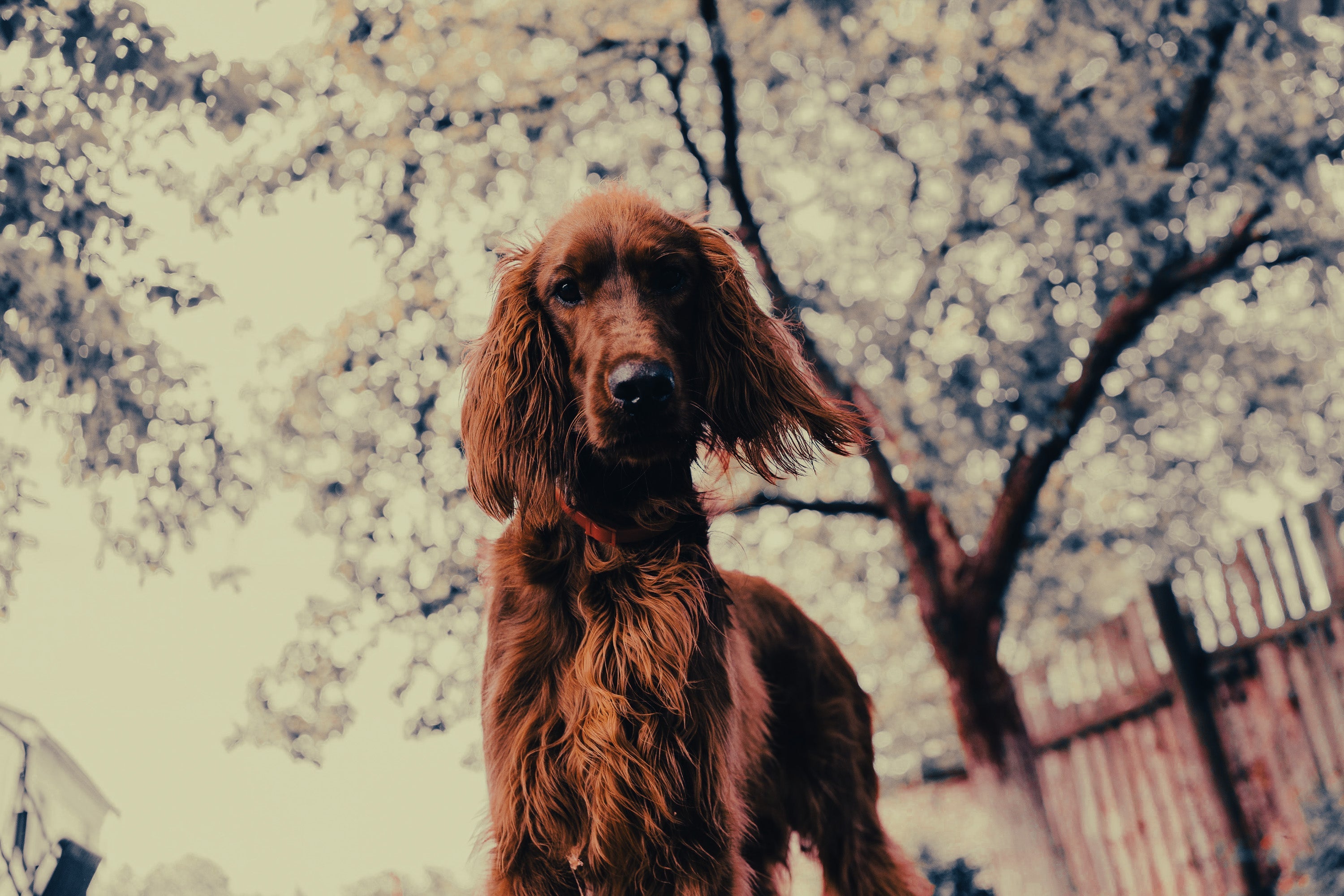 Irish Setter: Breed Guide — Temperament, Care & Fun Facts