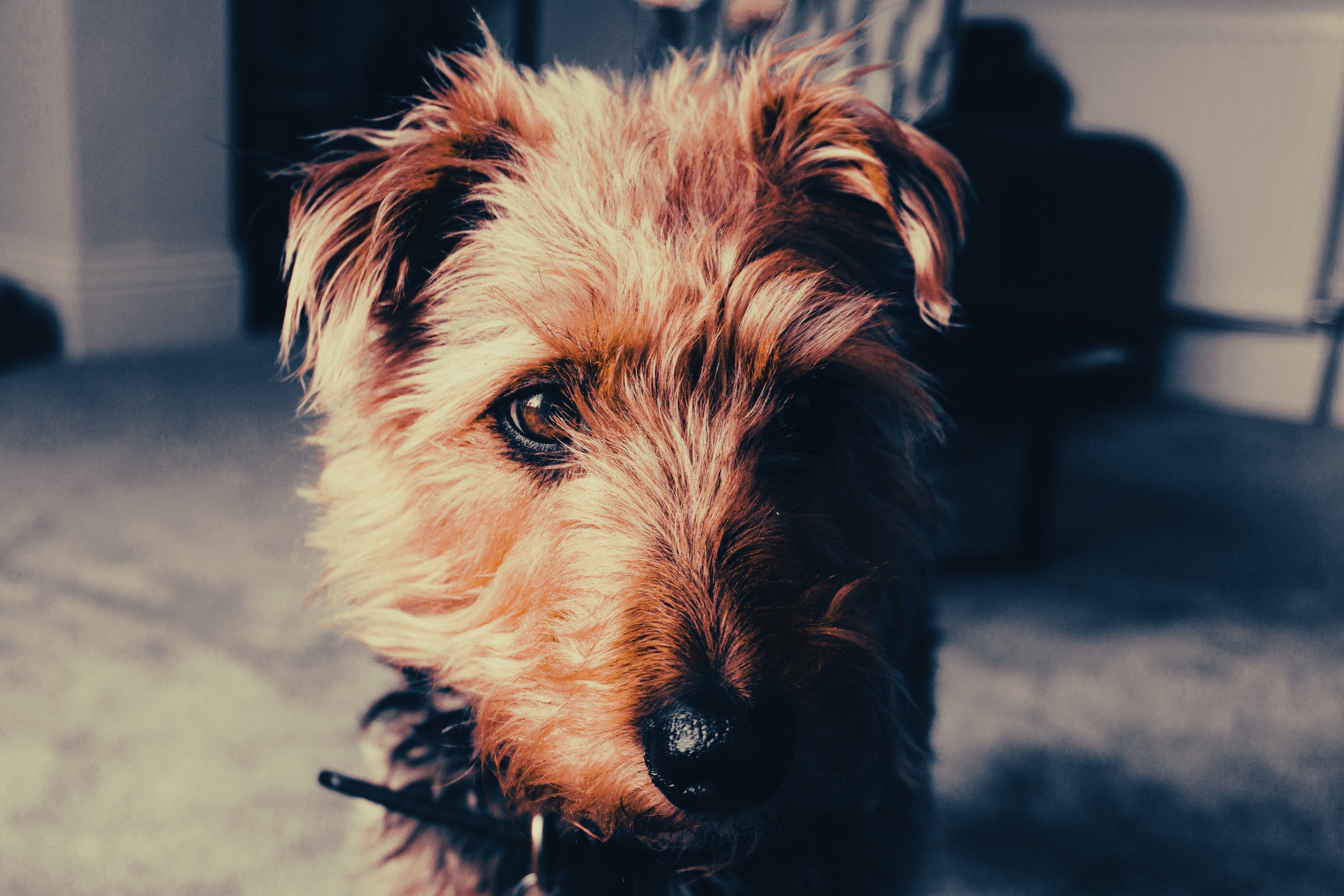 Irish Terrier: Breed Guide — Temperament, Care & Fun Facts