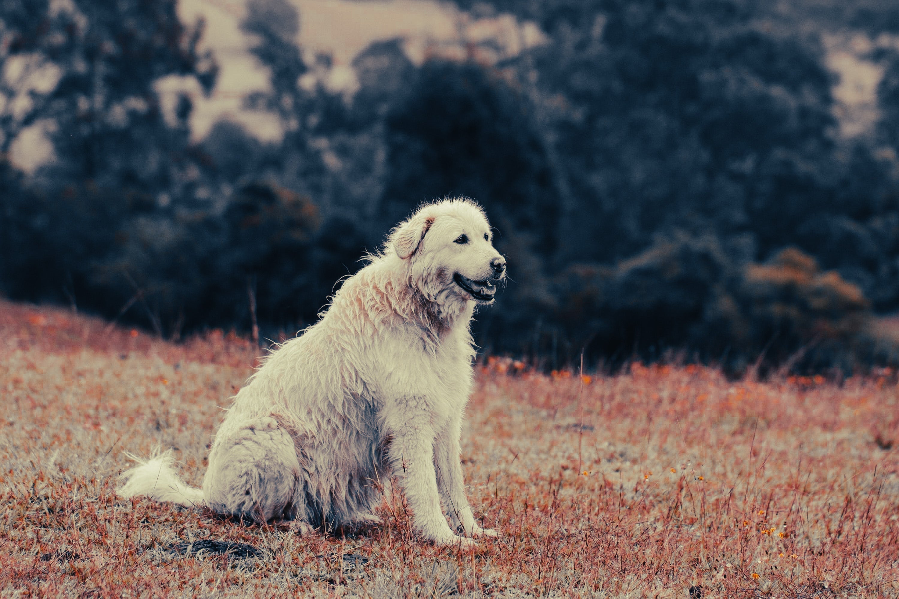 Maremma Sheepdog: Breed Guide — Temperament, Care & Fun Facts