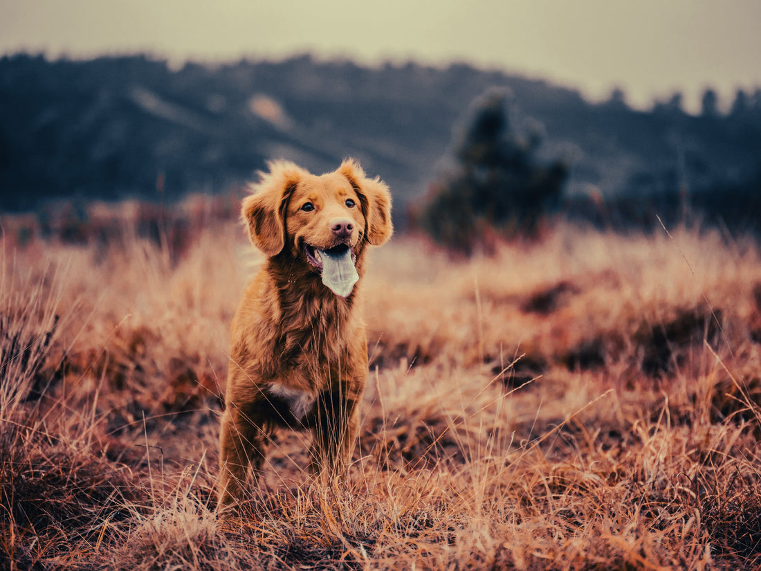 Nova Scotia Duck Tolling Retriever: Breed Guide — Temperament, Care & Fun Facts