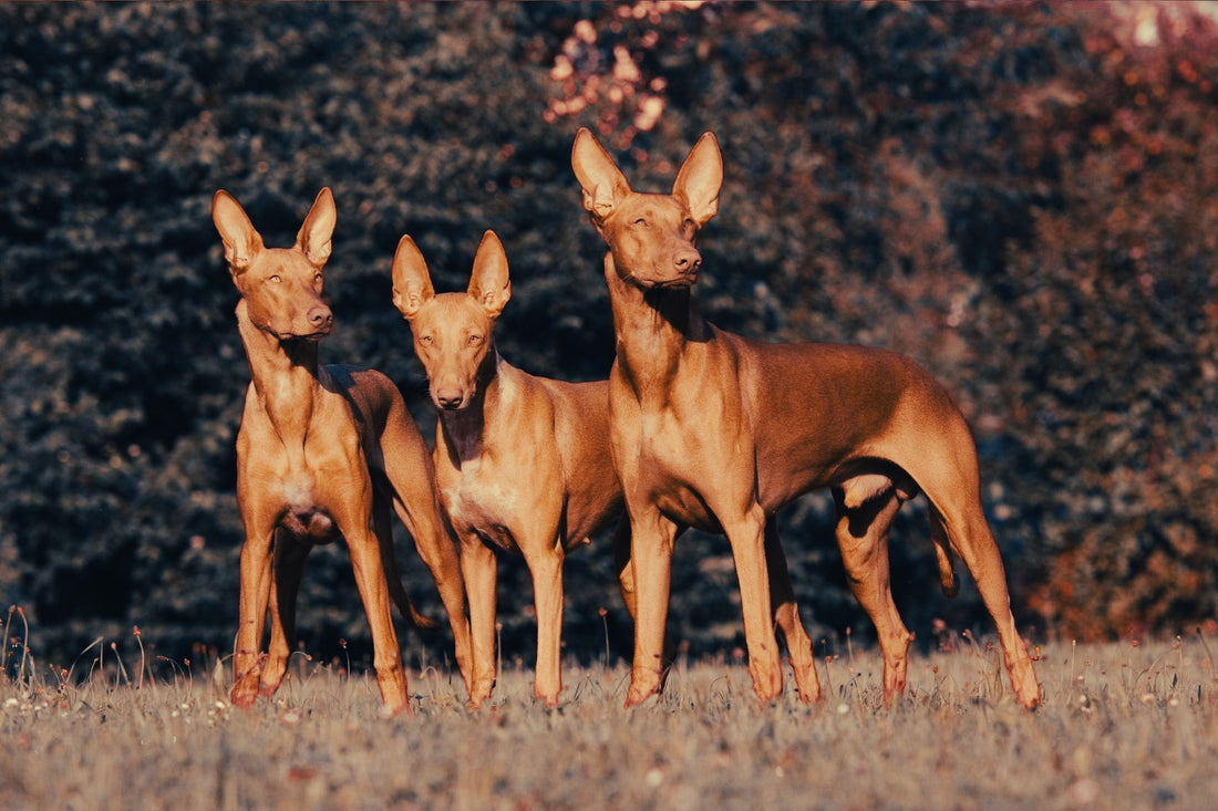 Pharaoh Hound: Breed Guide — Temperament, Care & Fun Facts