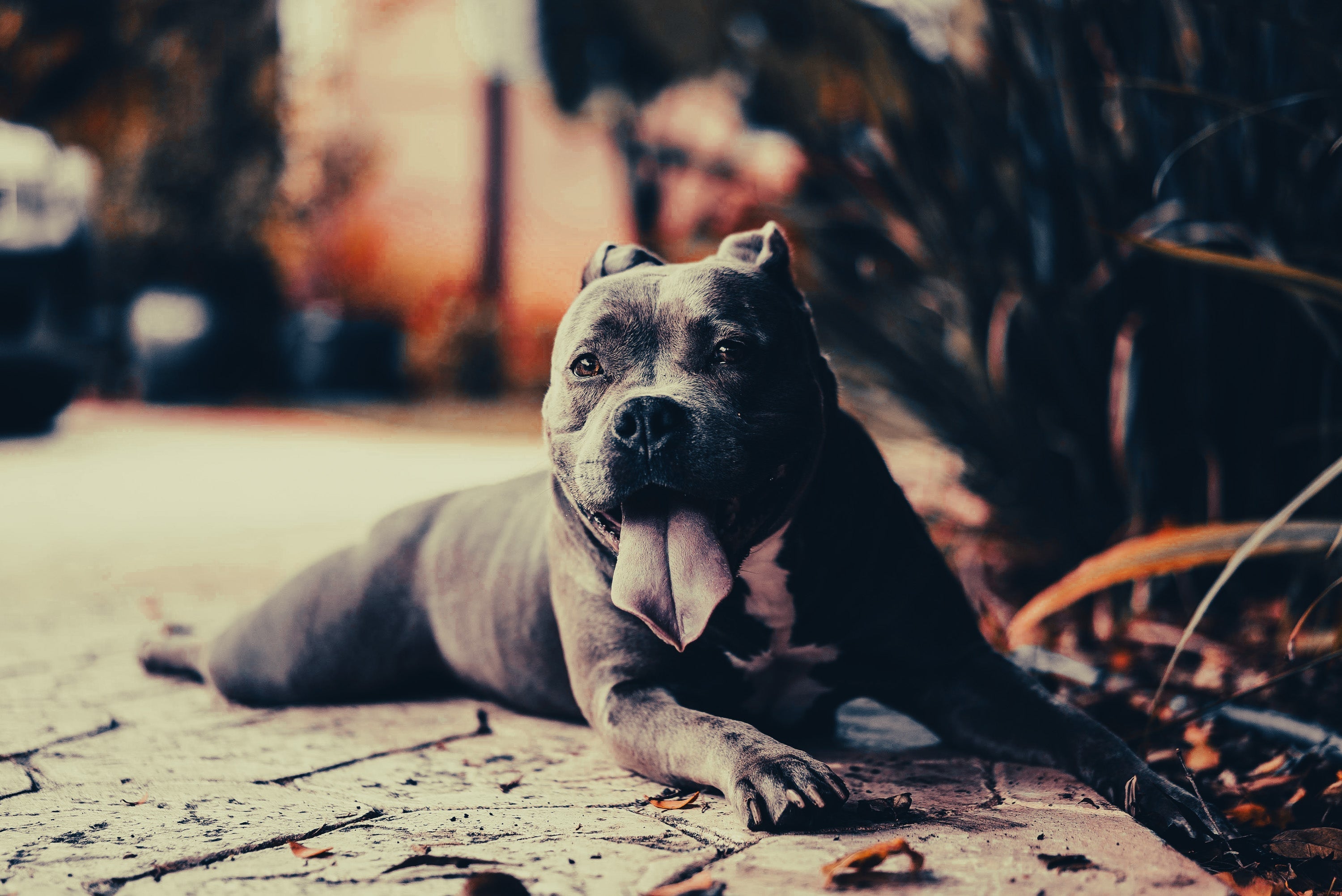 American Pitbull Terrier: Breed Guide — Temperament, Care & Fun Facts