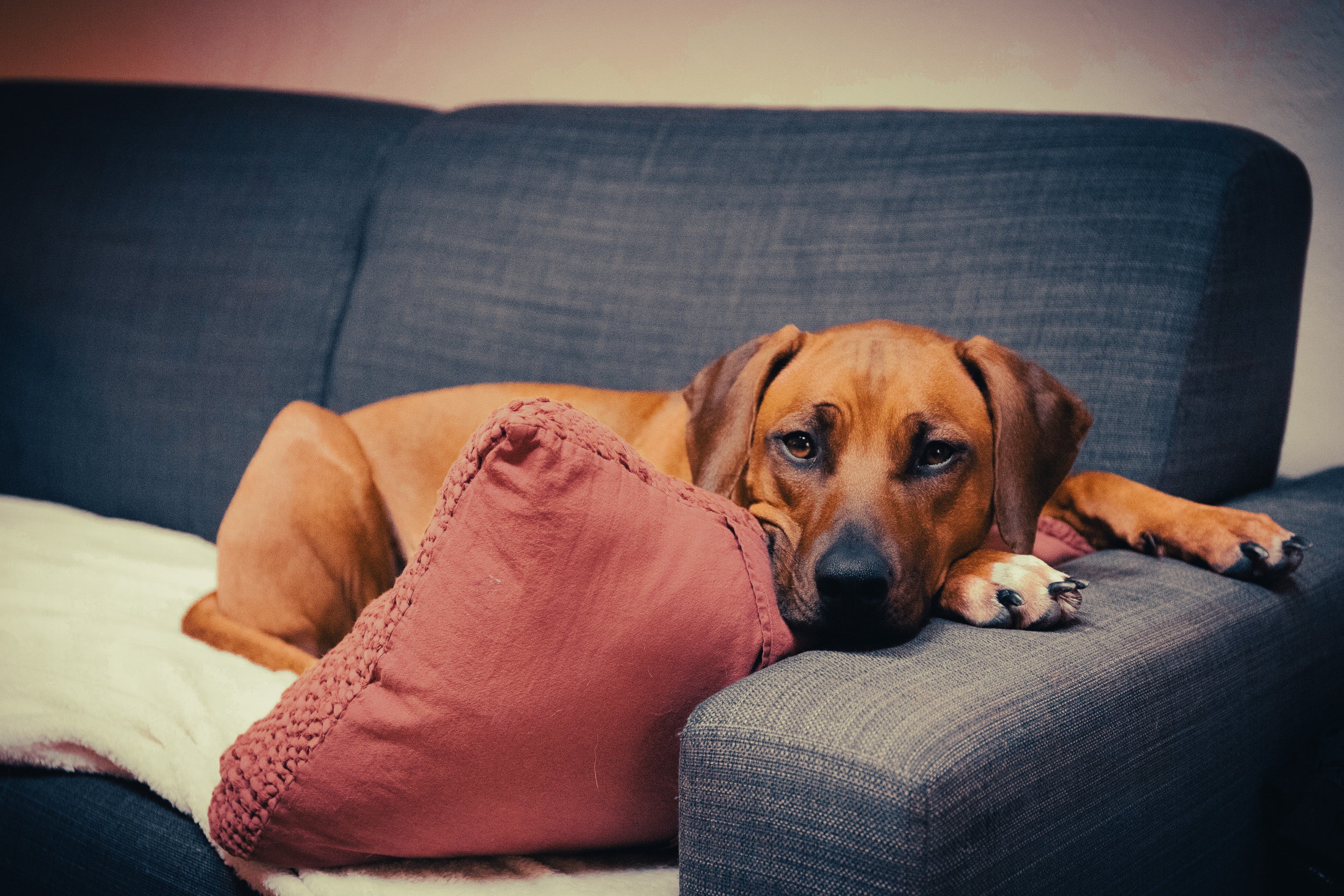 Rhodesian Ridgeback: Breed Guide — Temperament, Care & Fun Facts