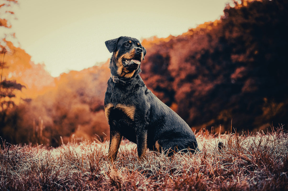 Rottweiler: Breed Guide — Temperament, Care & Fun Facts