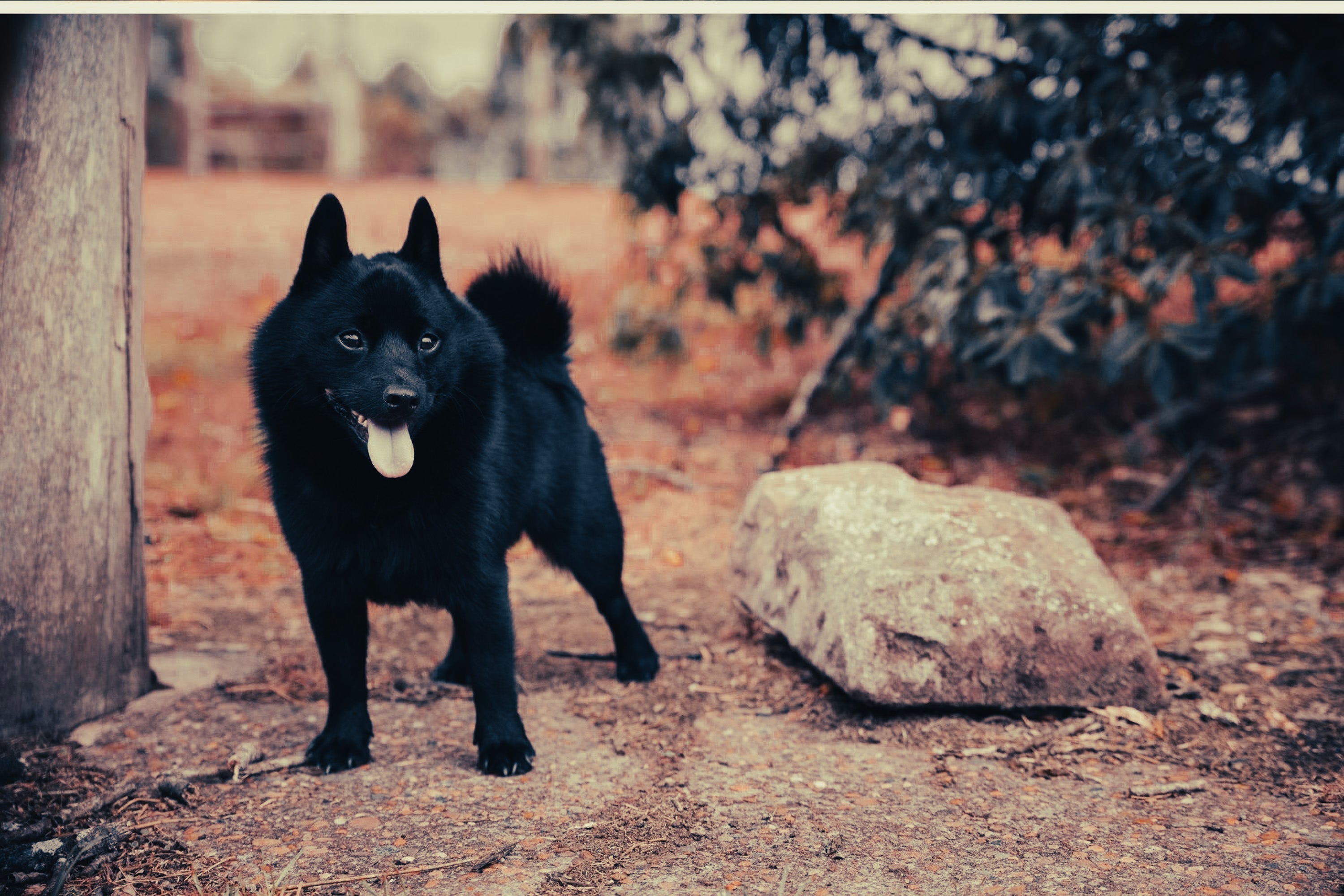 Schipperke: Breed Guide — Temperament, Care & Fun Facts