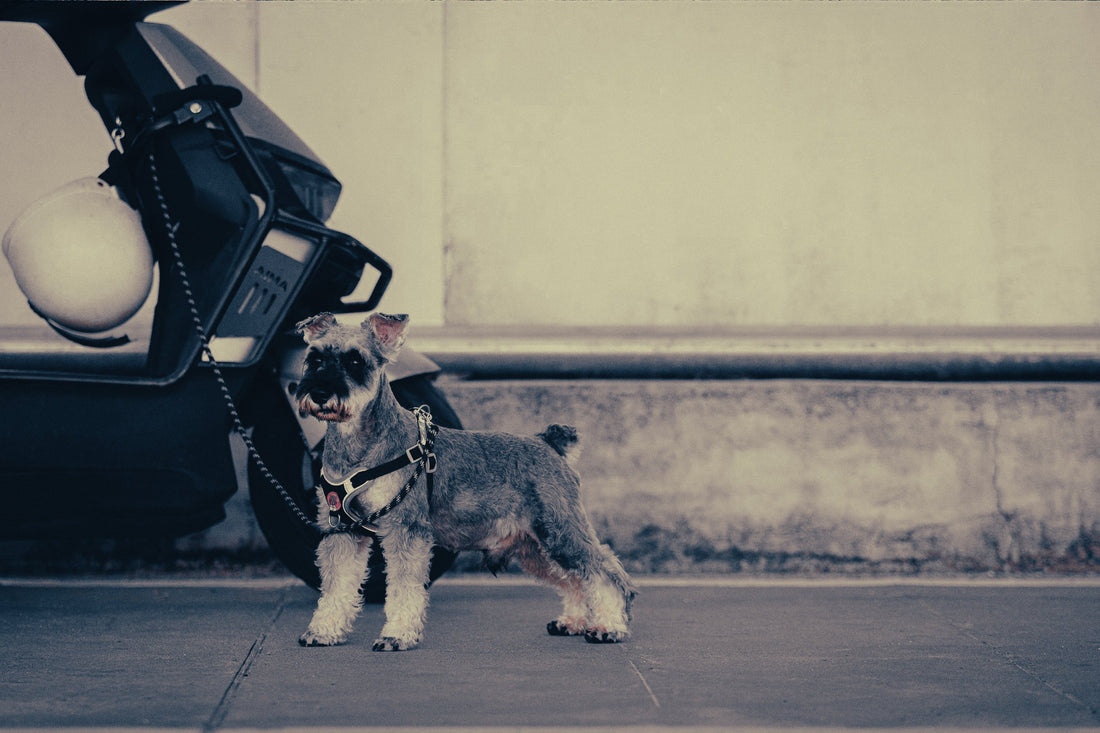 Schnauzer: Breed Guide — Temperament, Care & Fun Facts