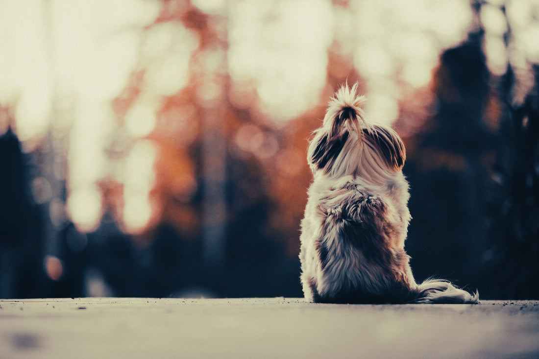 Shih Tzu: Breed Guide — Temperament, Care & Fun Facts