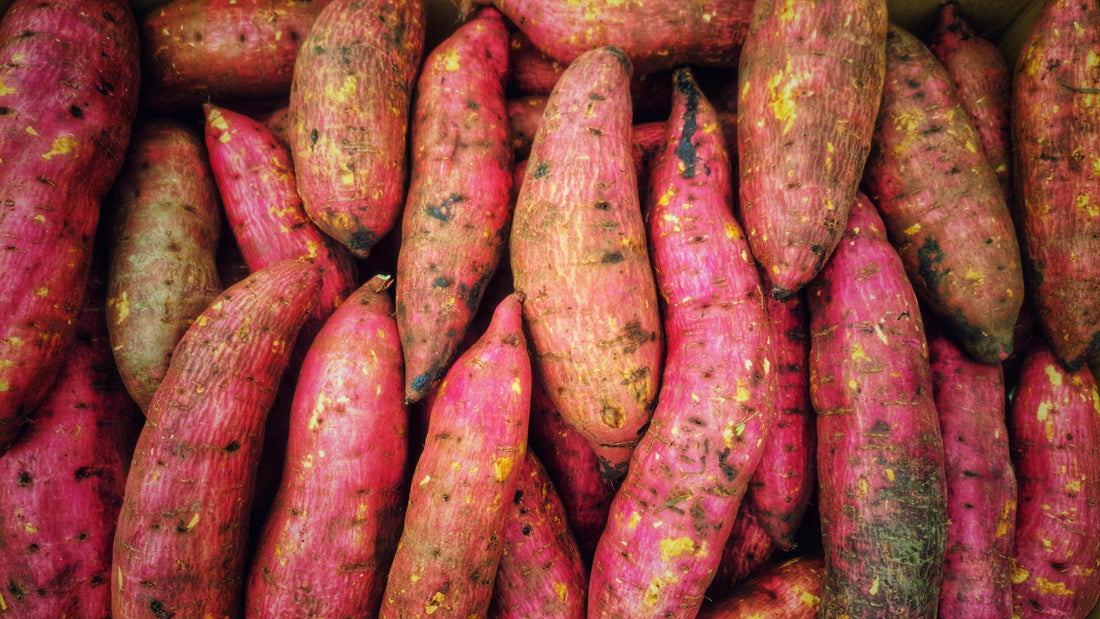 Kangaroo & Sweet Potato Grain-Free Bites