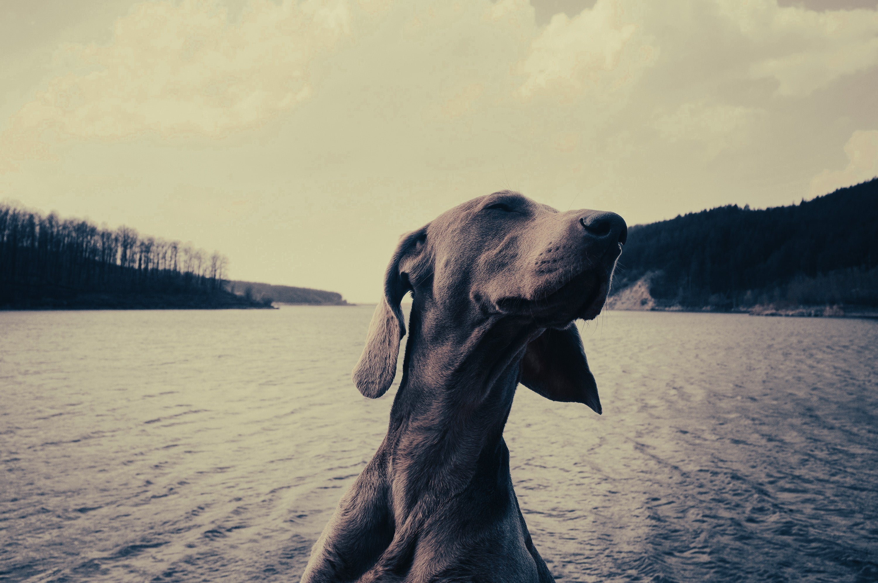 Weimaraner: Breed Guide — Temperament, Care & Fun Facts