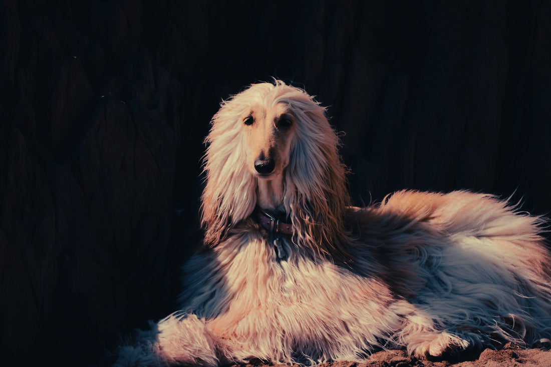 Afghan Hound: Breed Guide — Temperament, Care & Fun Facts