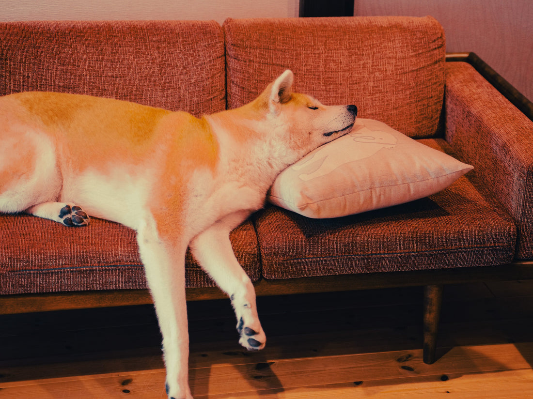 Akita Inu: Breed Guide — Temperament, Care & Fun Facts