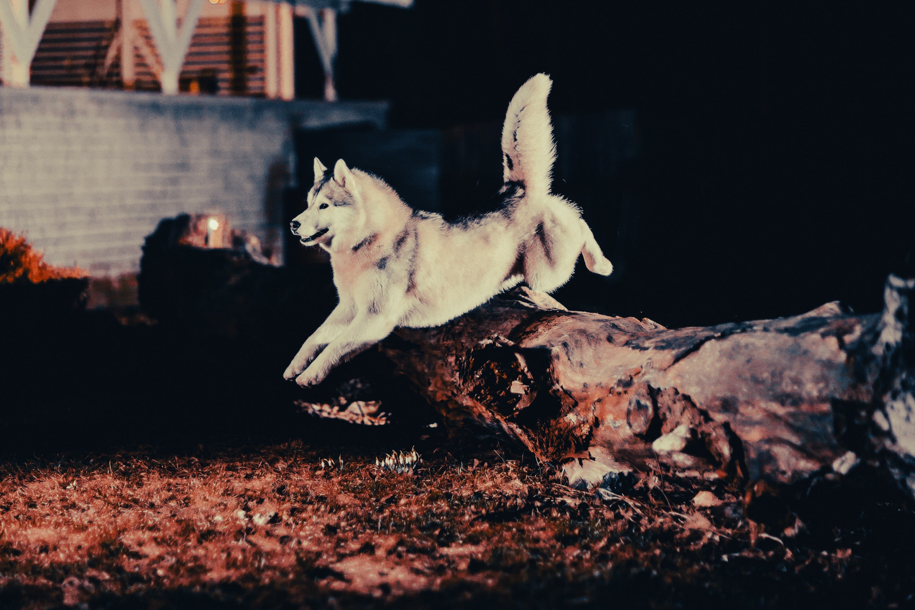 Alaskan Malamute: Breed Guide — Temperament, Care & Fun Facts