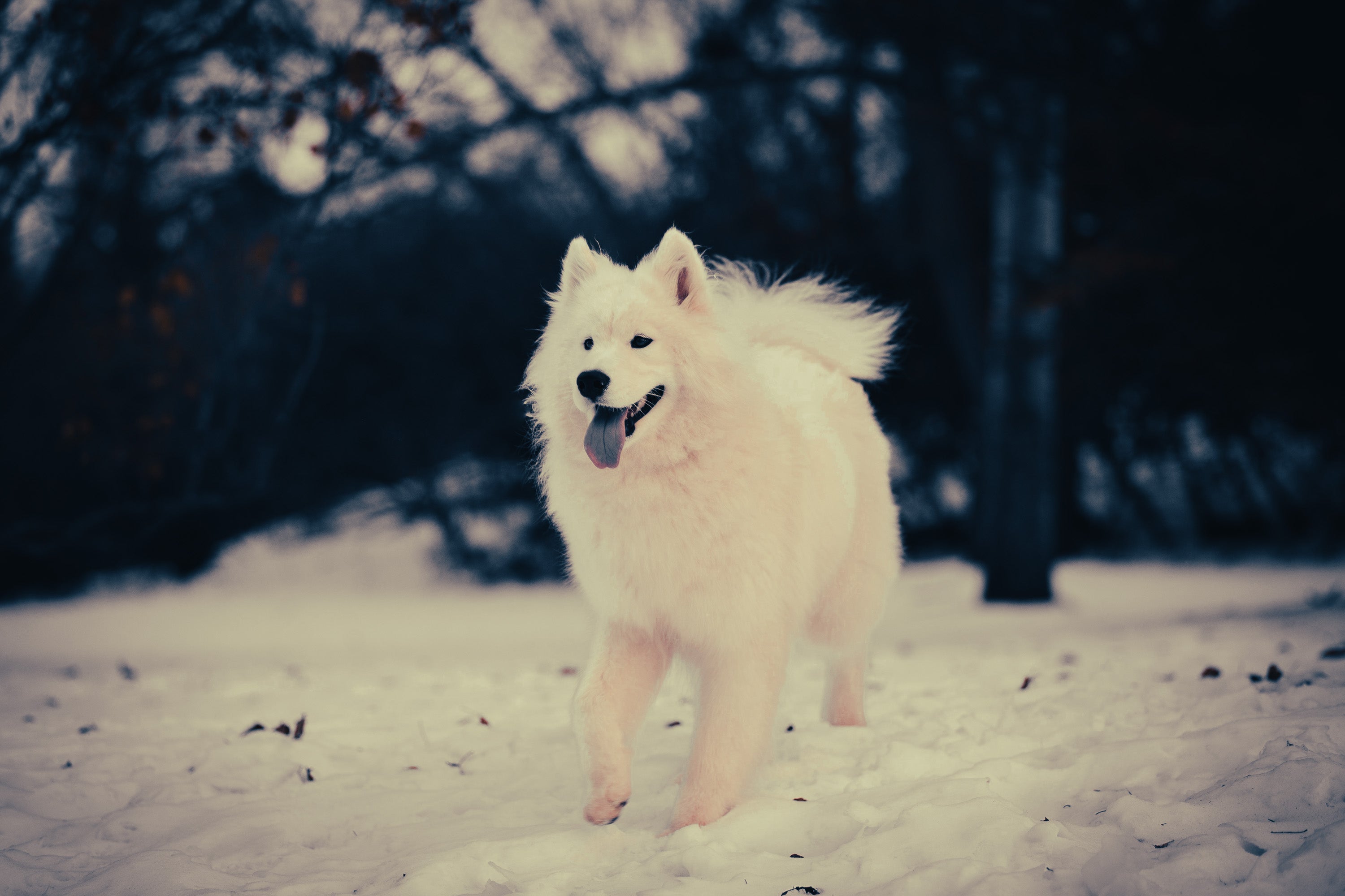 American Eskimo Dog: Breed Guide — Temperament, Care & Fun Facts