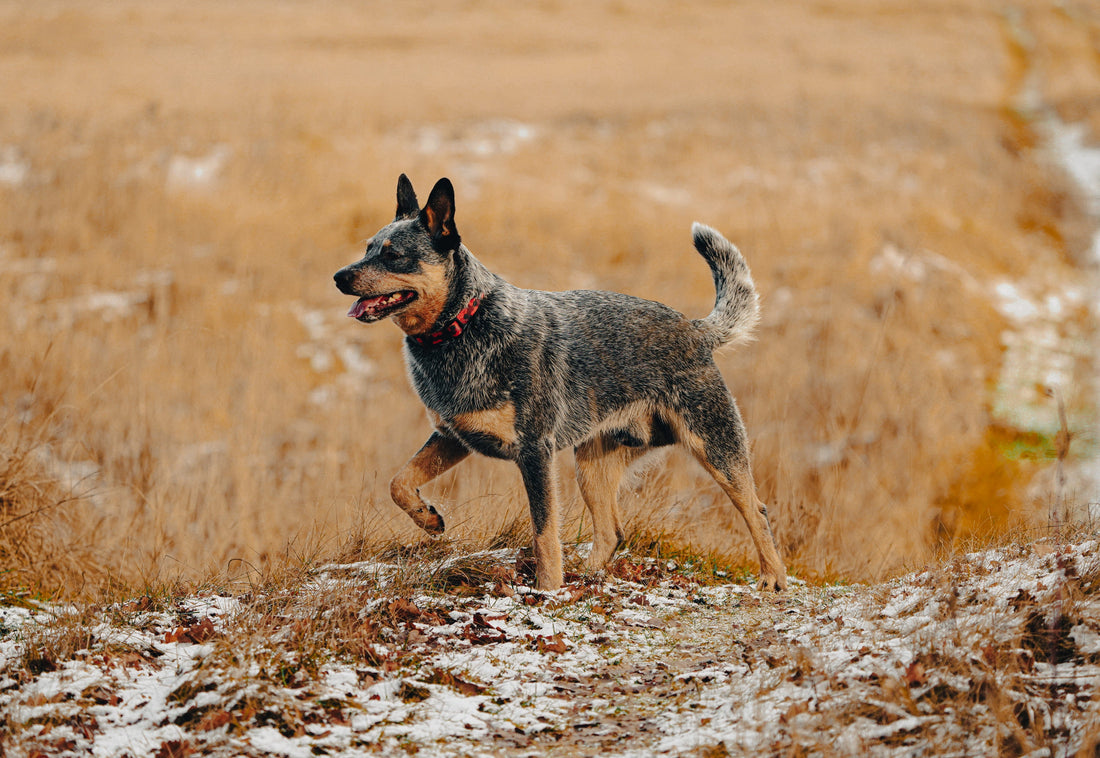 Australian Cattle Dog: Breed Guide — Temperament, Care & Fun Facts