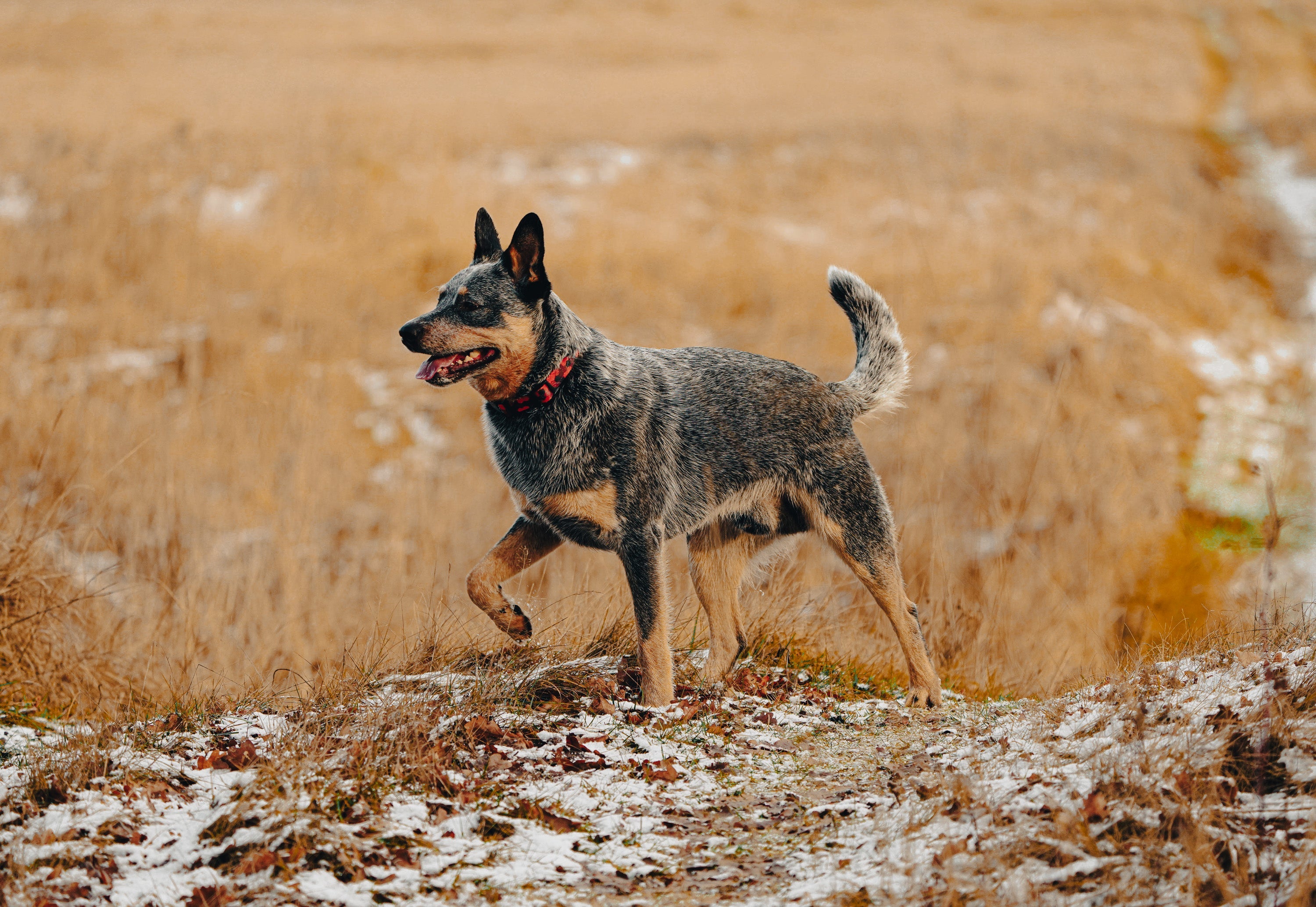 Australian Cattle Dog: Breed Guide — Temperament, Care & Fun Facts