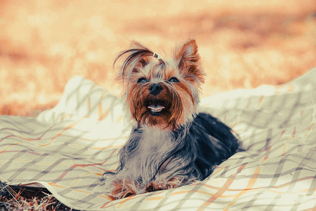Australian Terrier: Breed Guide — Temperament, Care & Fun Facts