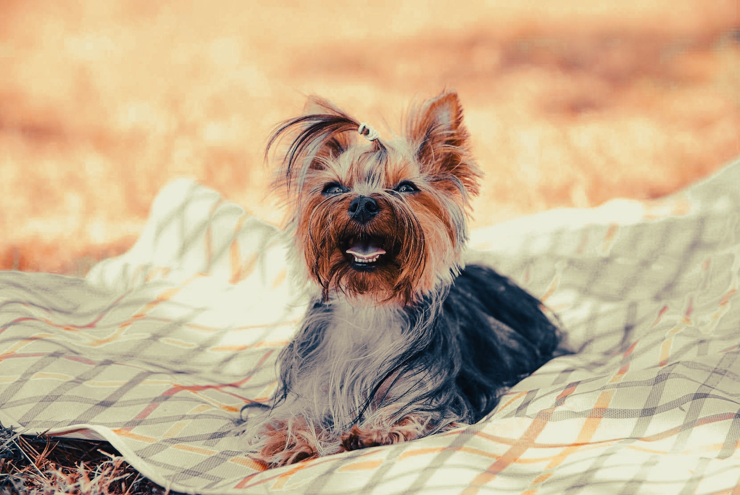 Australian Terrier: Breed Guide — Temperament, Care & Fun Facts
