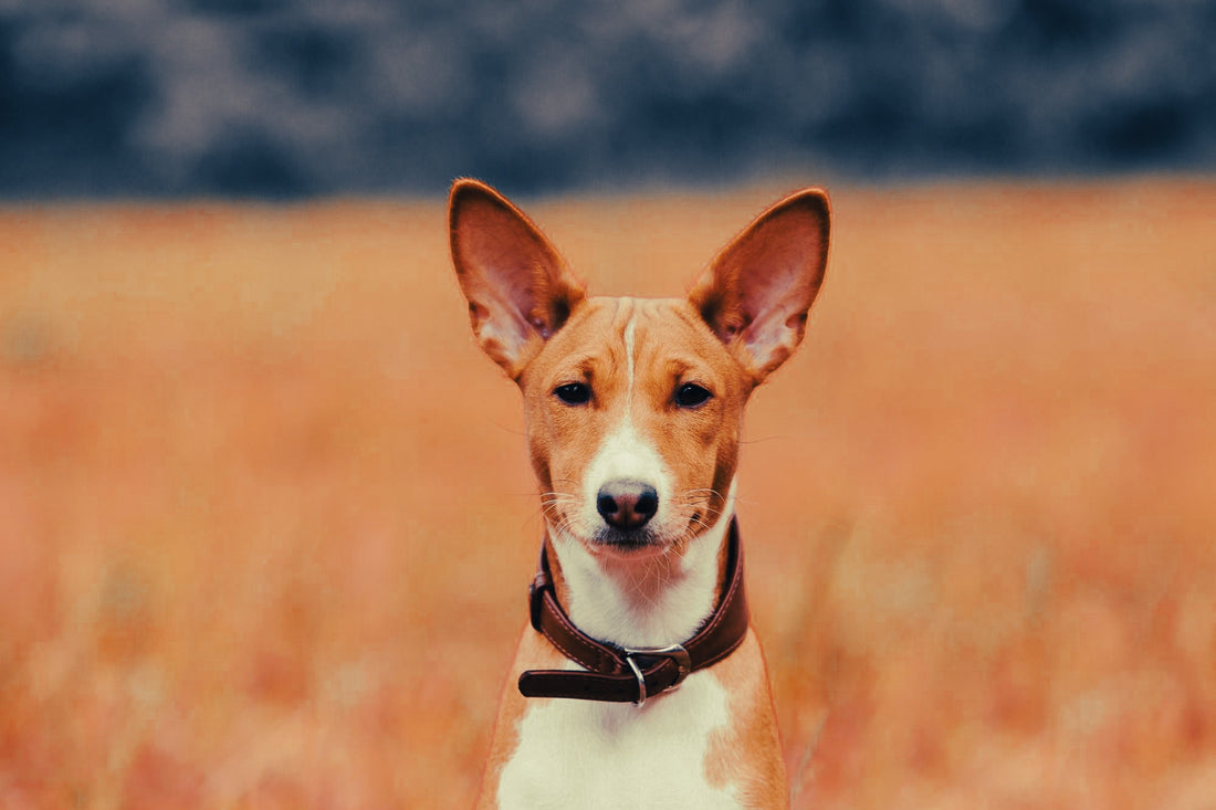 Basenji: Breed Guide — Temperament, Care & Fun Facts