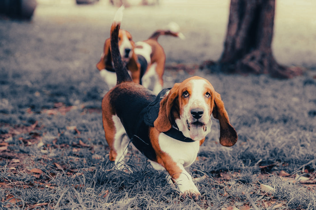 Basset Hound: Breed Guide — Temperament, Care & Fun Facts