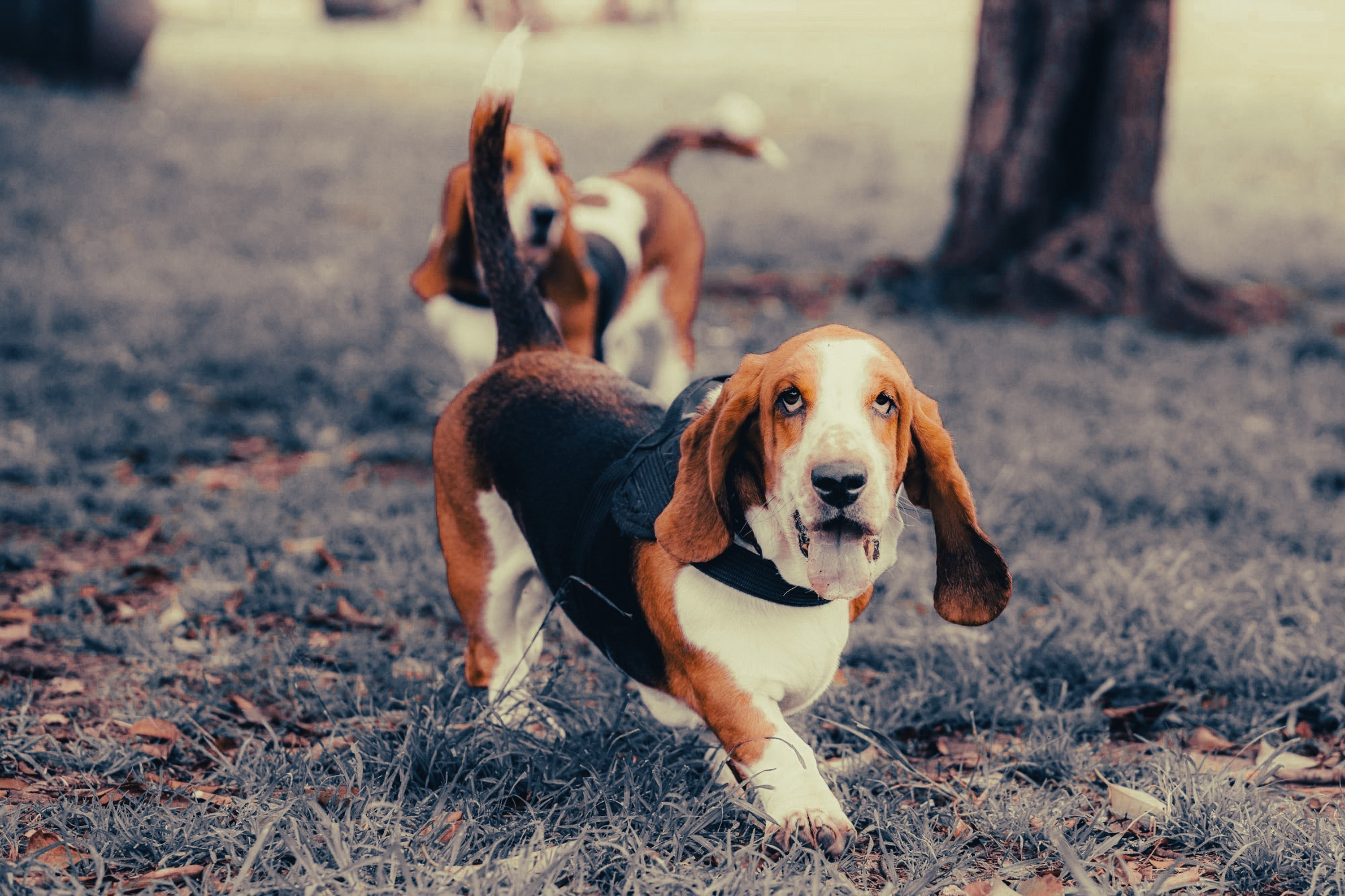 Basset Hound: Breed Guide — Temperament, Care & Fun Facts