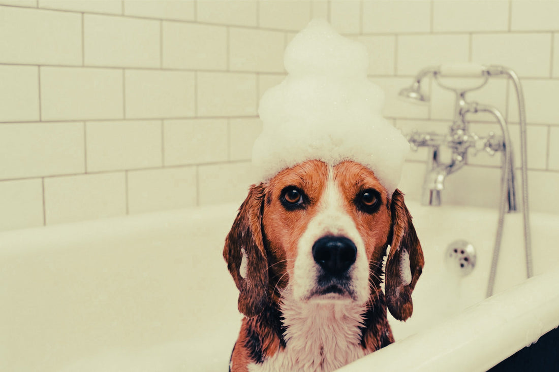 Beagle: Breed Guide — Temperament, Care & Fun Facts