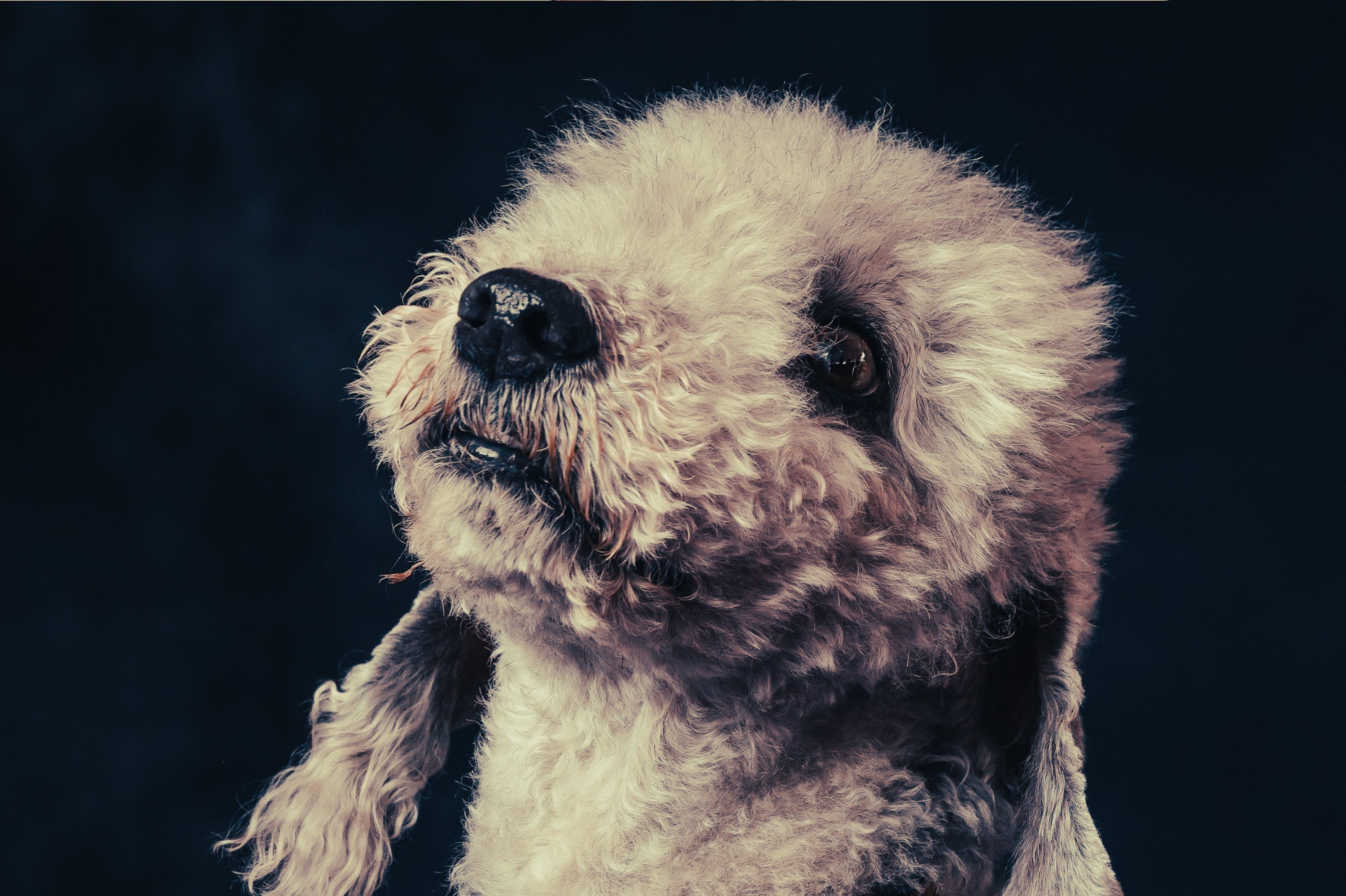 Bedlington Terrier: Breed Guide — Temperament, Care & Fun Facts