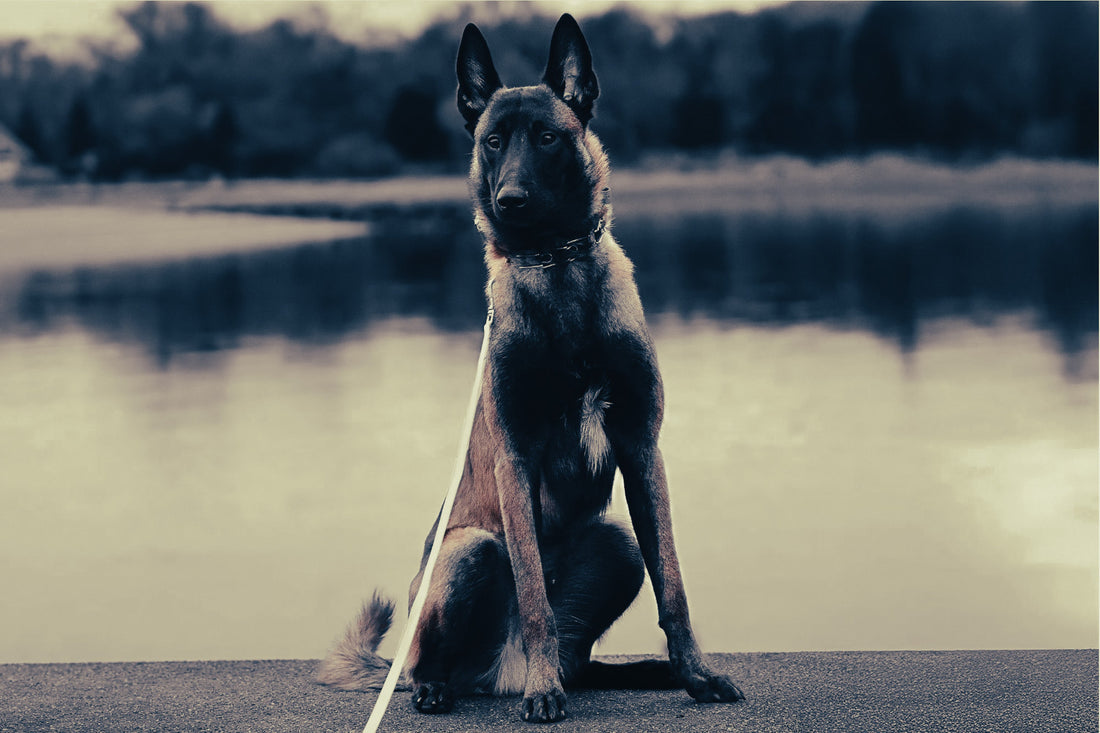 Belgian Malinois: Breed Guide — Temperament, Care & Fun Facts