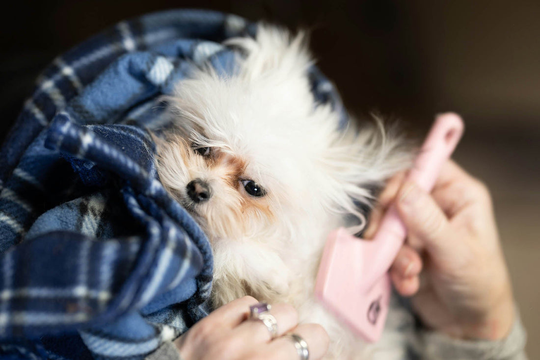 Spring Cleaning Tips for Dog Owners