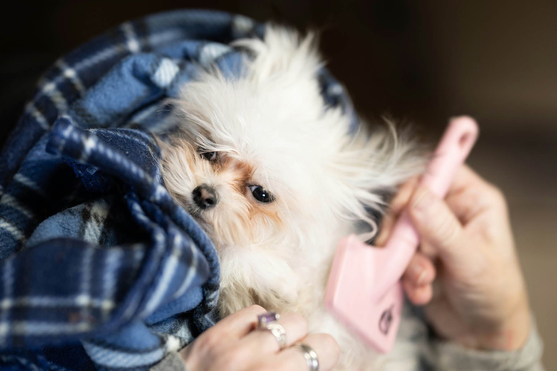 Thoughtful Thank You Gift Ideas for Your Veterinarian