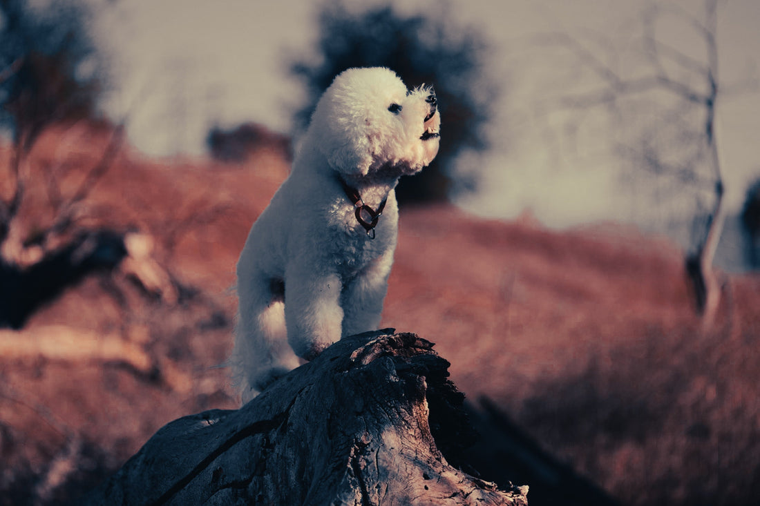 Bichon Frise: Breed Guide — Temperament, Care & Fun Facts